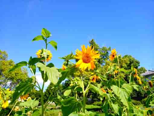 令和３年夏篠崎公園に咲く向日葵の花２
