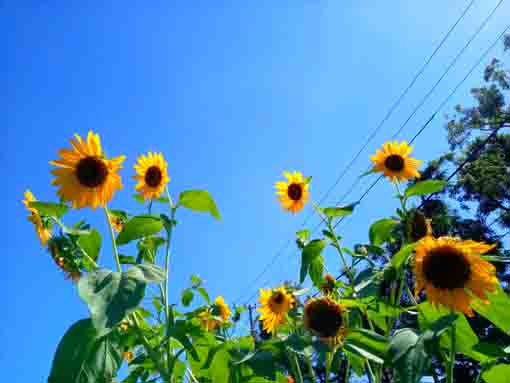 令和３年夏篠崎公園に咲く向日葵の花３