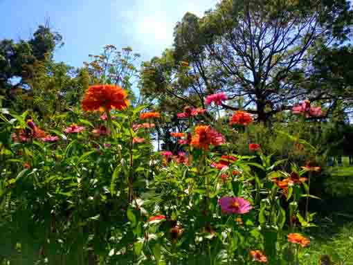 令和３年篠崎公園に咲く夏の花々１