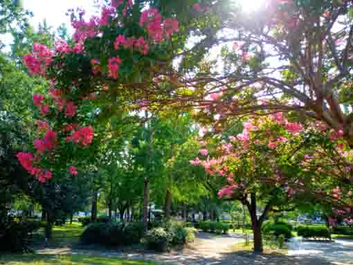 令和３年篠崎公園に咲く百日紅の花々１