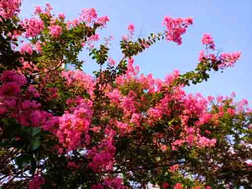 令和３年篠崎公園に咲く百日紅の花々３