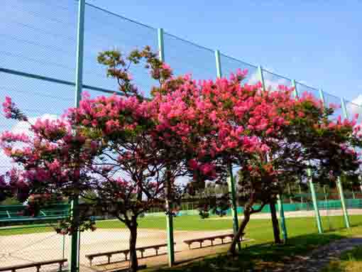 令和３年篠崎公園に咲く百日紅の花々２