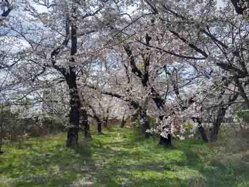 令和３年桜の花咲く江戸川閘門の風景�E