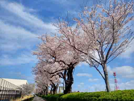 令和３年桜の花咲く江戸川閘門の風景�@