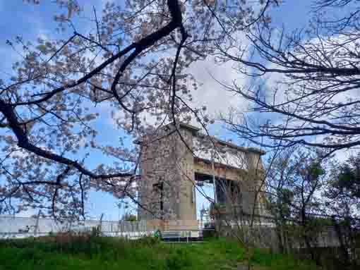 令和３年桜の花咲く江戸川閘門の風景�C