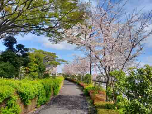 令和３年桜の花咲く江戸川閘門の風景�A