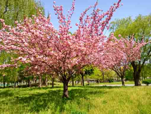 篠崎公園に立つ八重桜