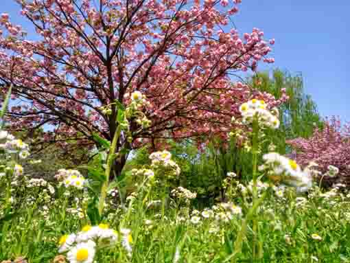 篠崎公園柴又街道脇の八重桜と白い花