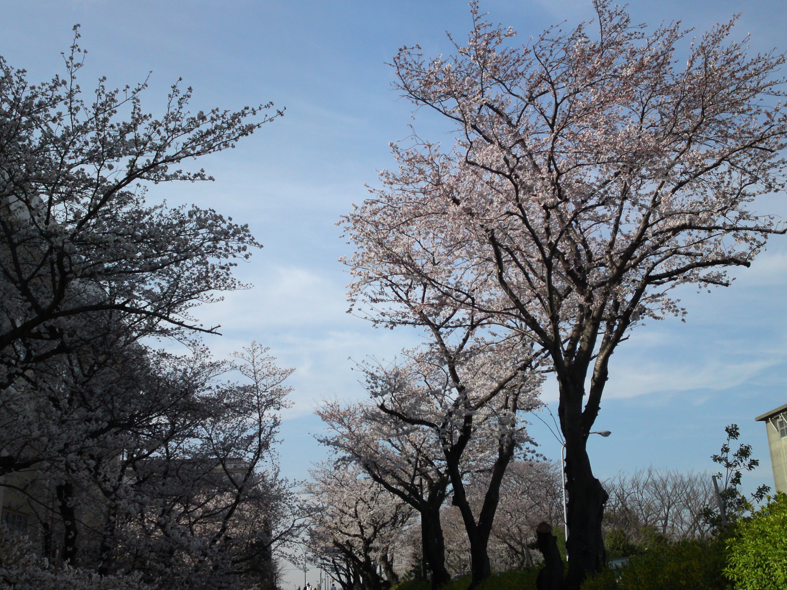 2018年春篠崎閘門付近の桜並木１