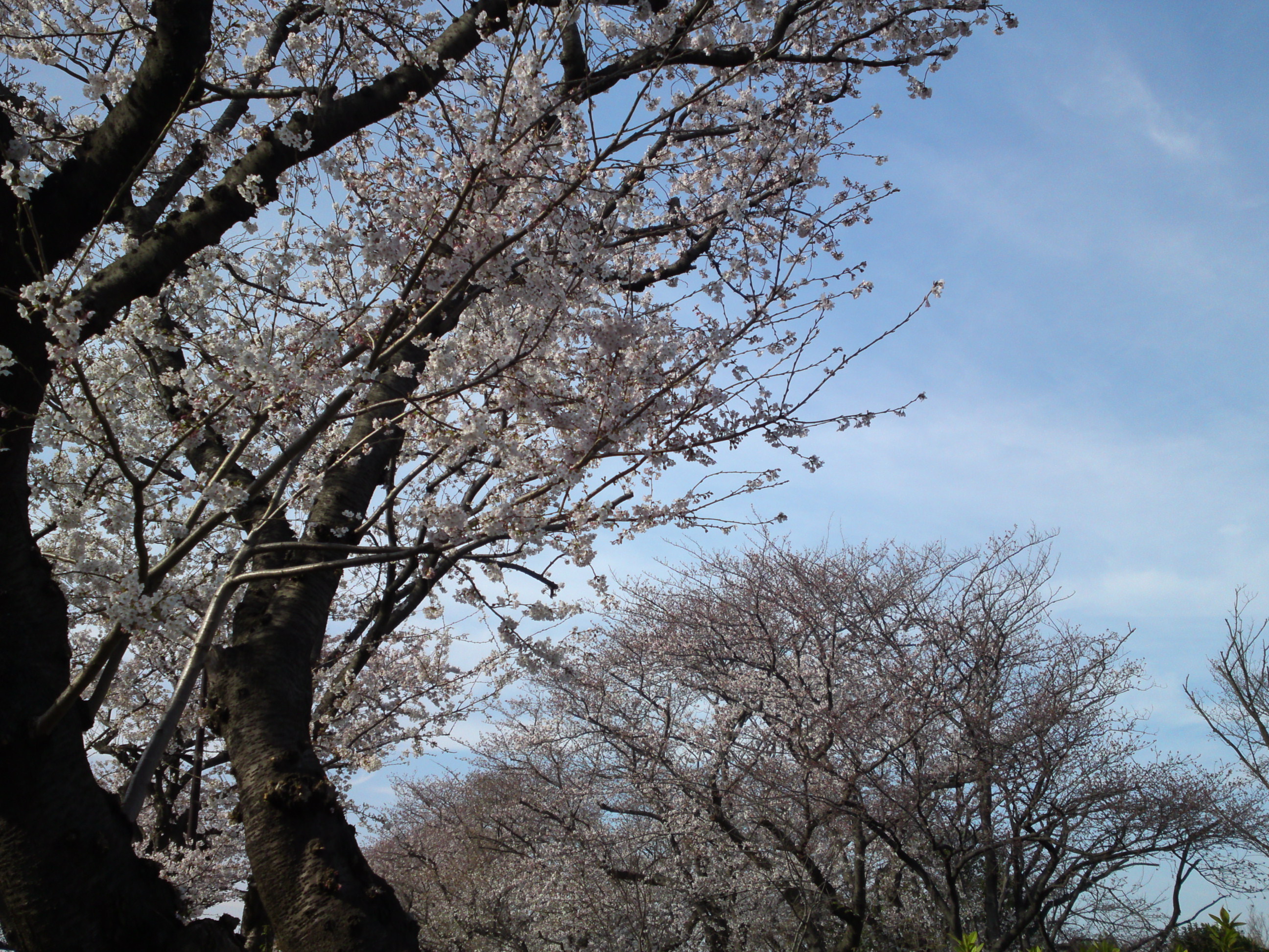 2018年春篠崎閘門付近の桜並木２