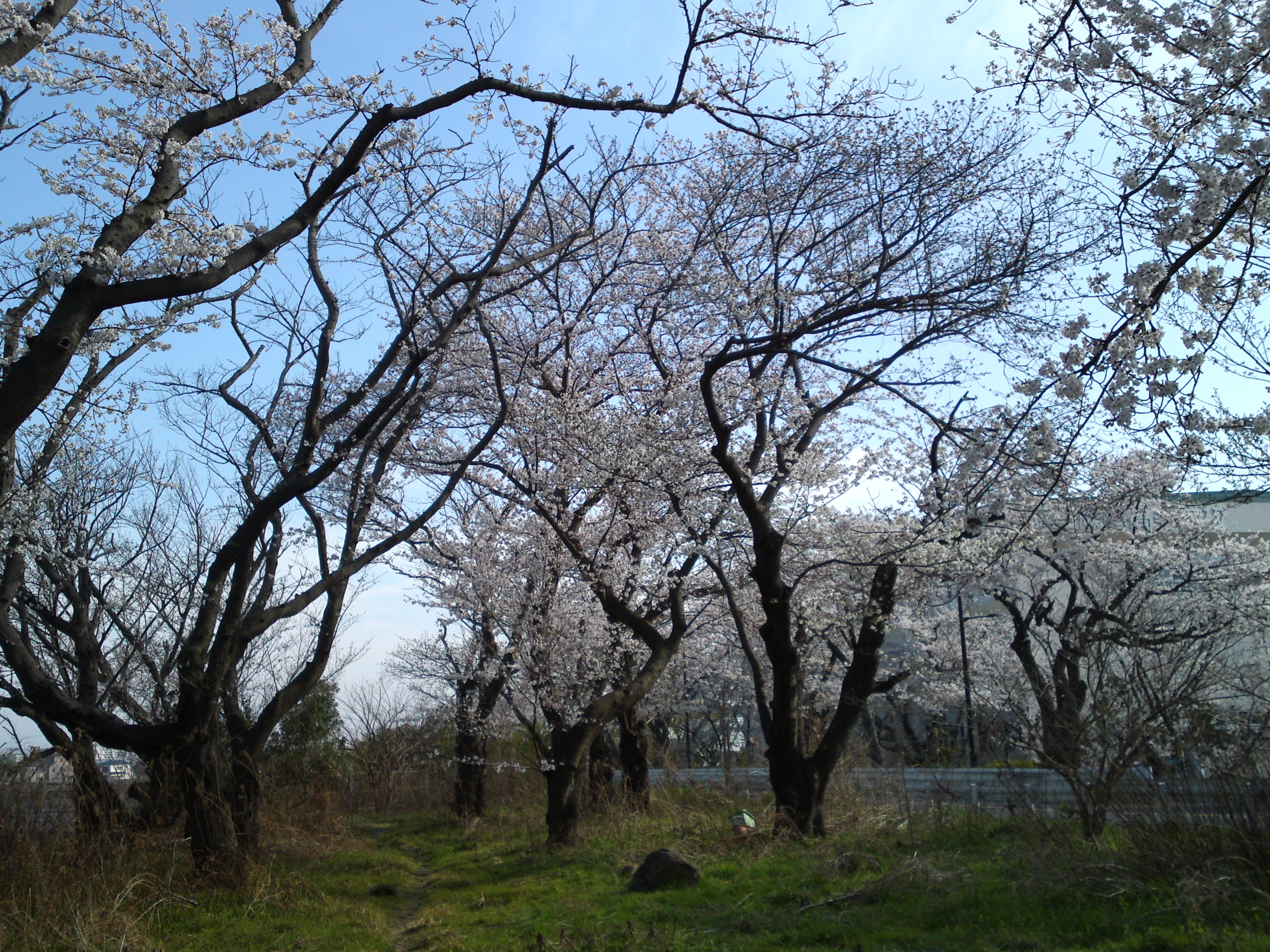 2018年春篠崎閘門付近の桜並木３