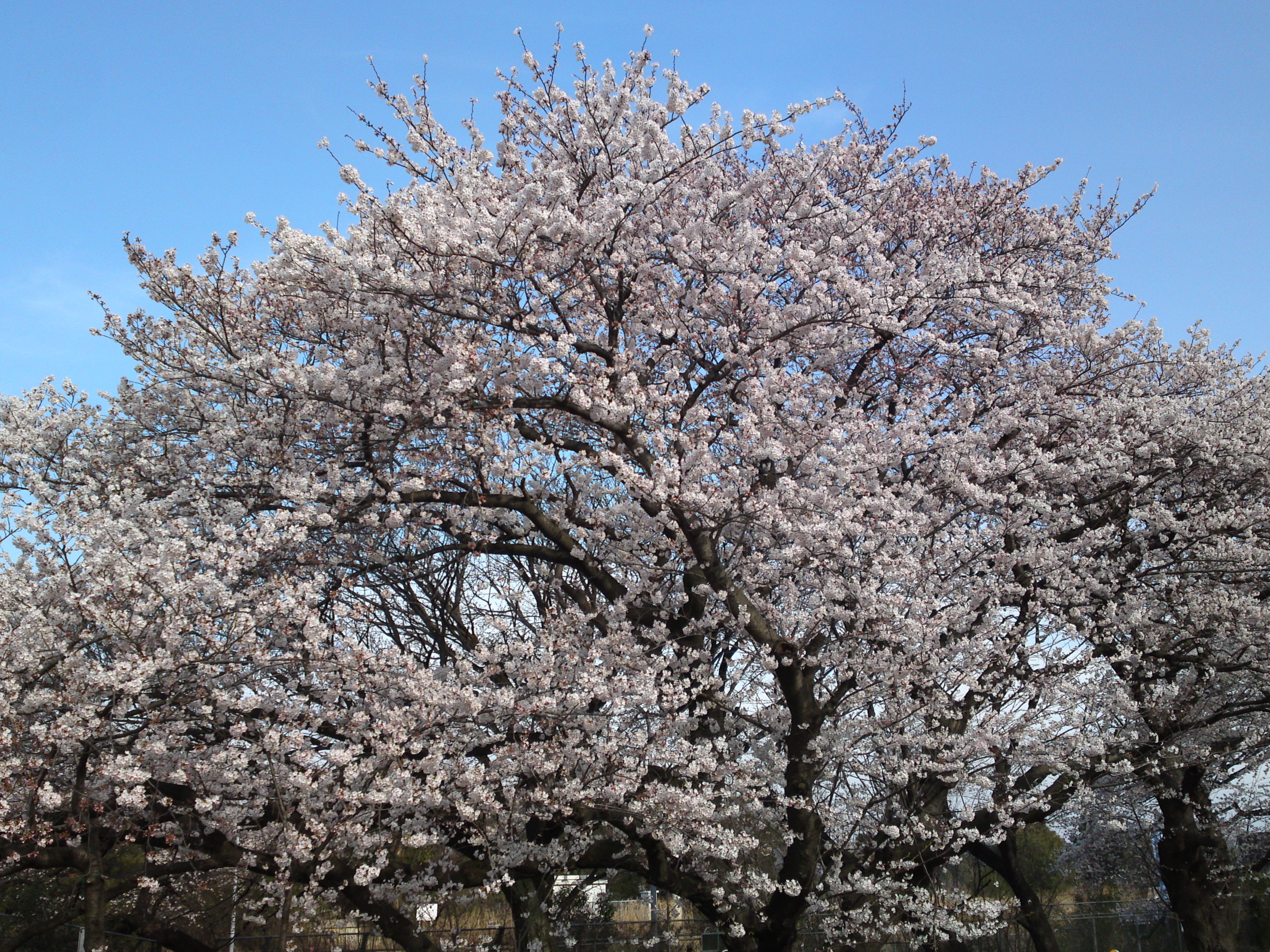 2018年春篠崎閘門付近の桜並木４