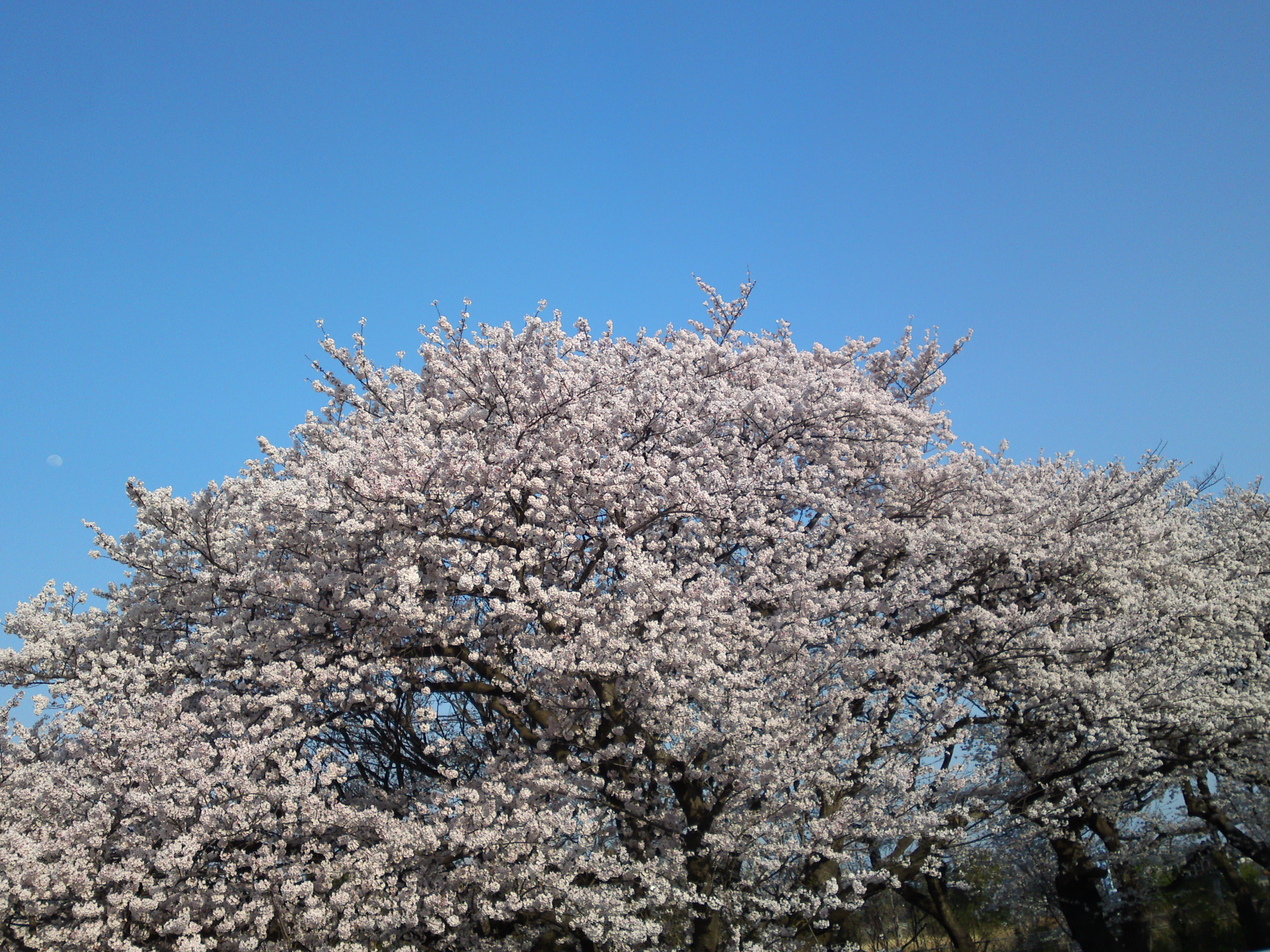 2018年春篠崎閘門付近の桜並木８