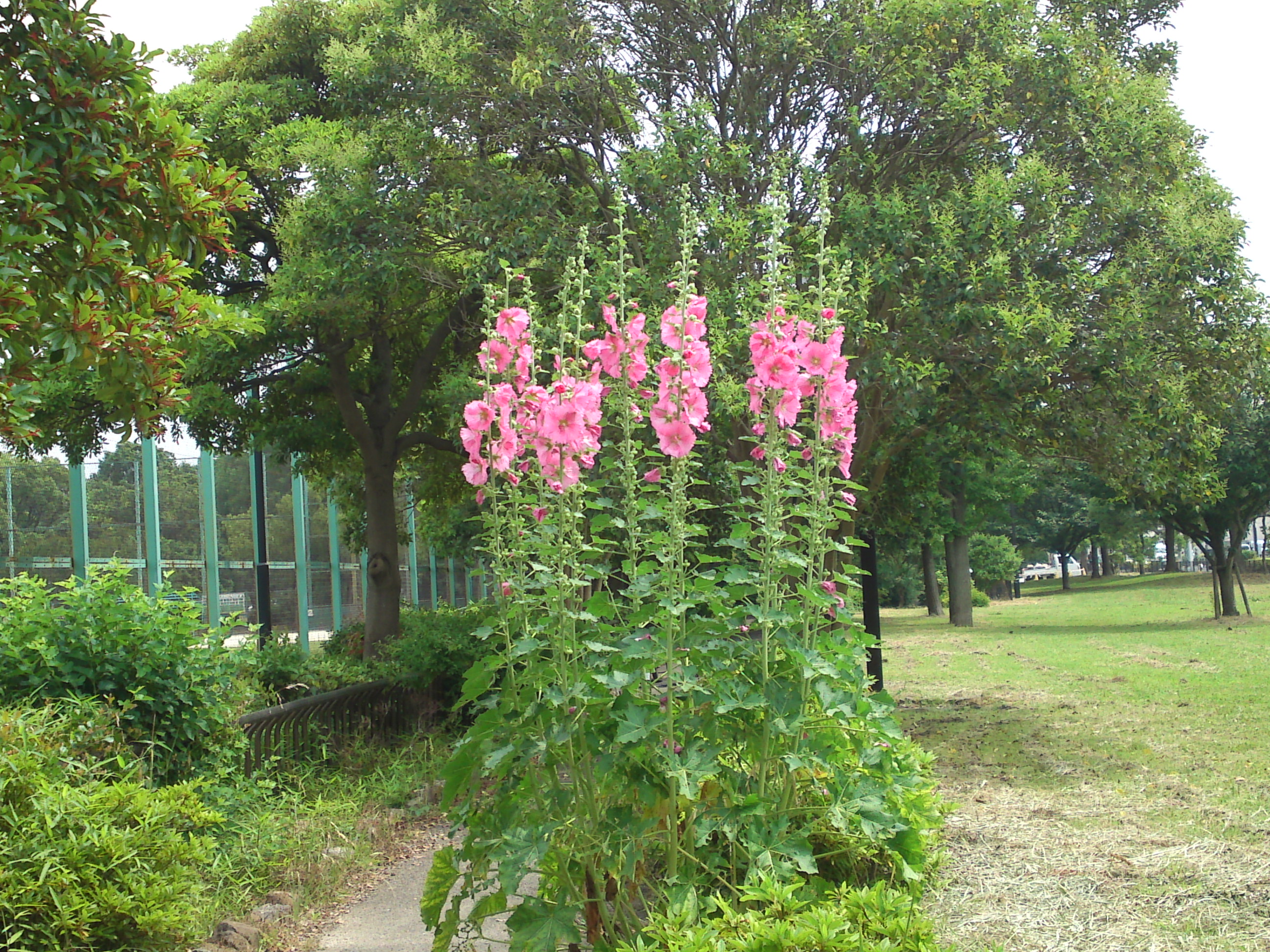 2020年夏篠崎公園に咲くタチアオイの花１