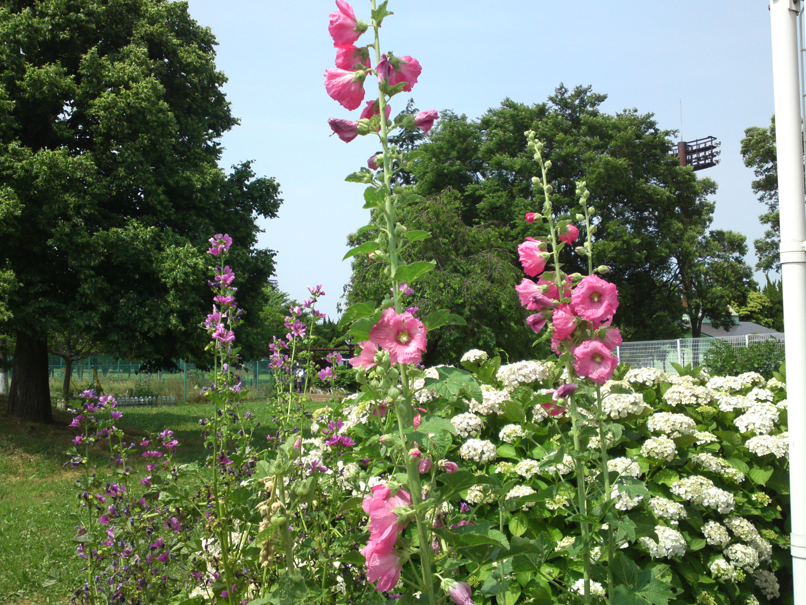 2020年夏篠崎公園に咲くタチアオイの花５