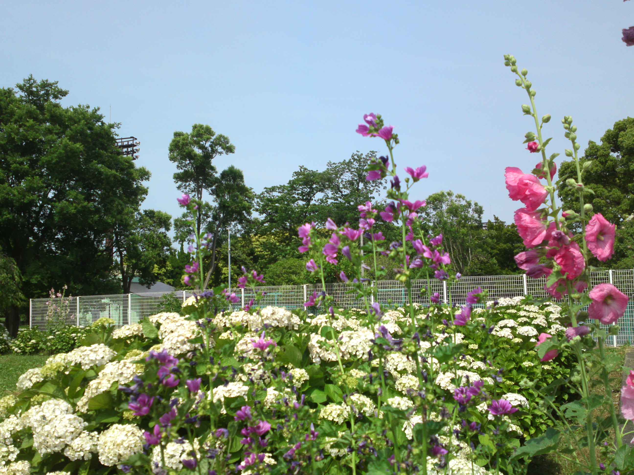 2020年夏篠崎公園に咲くタチアオイの花６