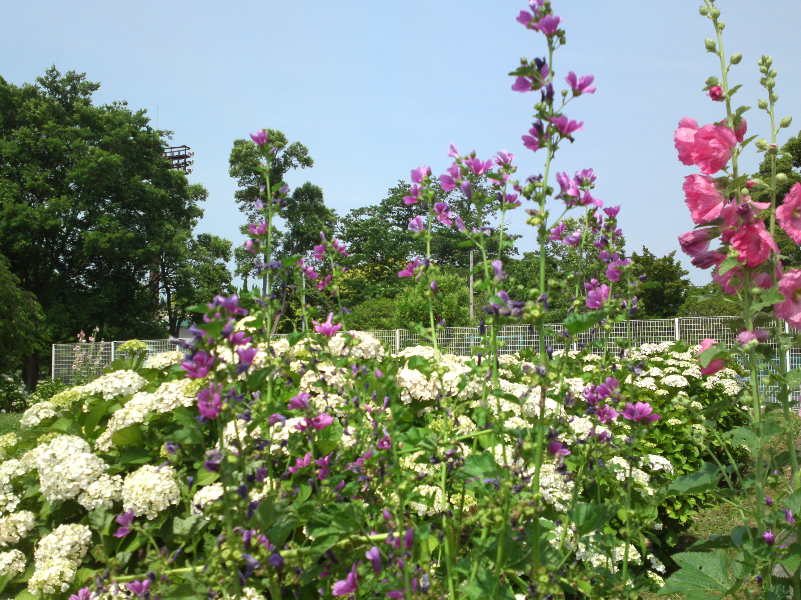 2020年夏篠崎公園に咲くタチアオイの花７