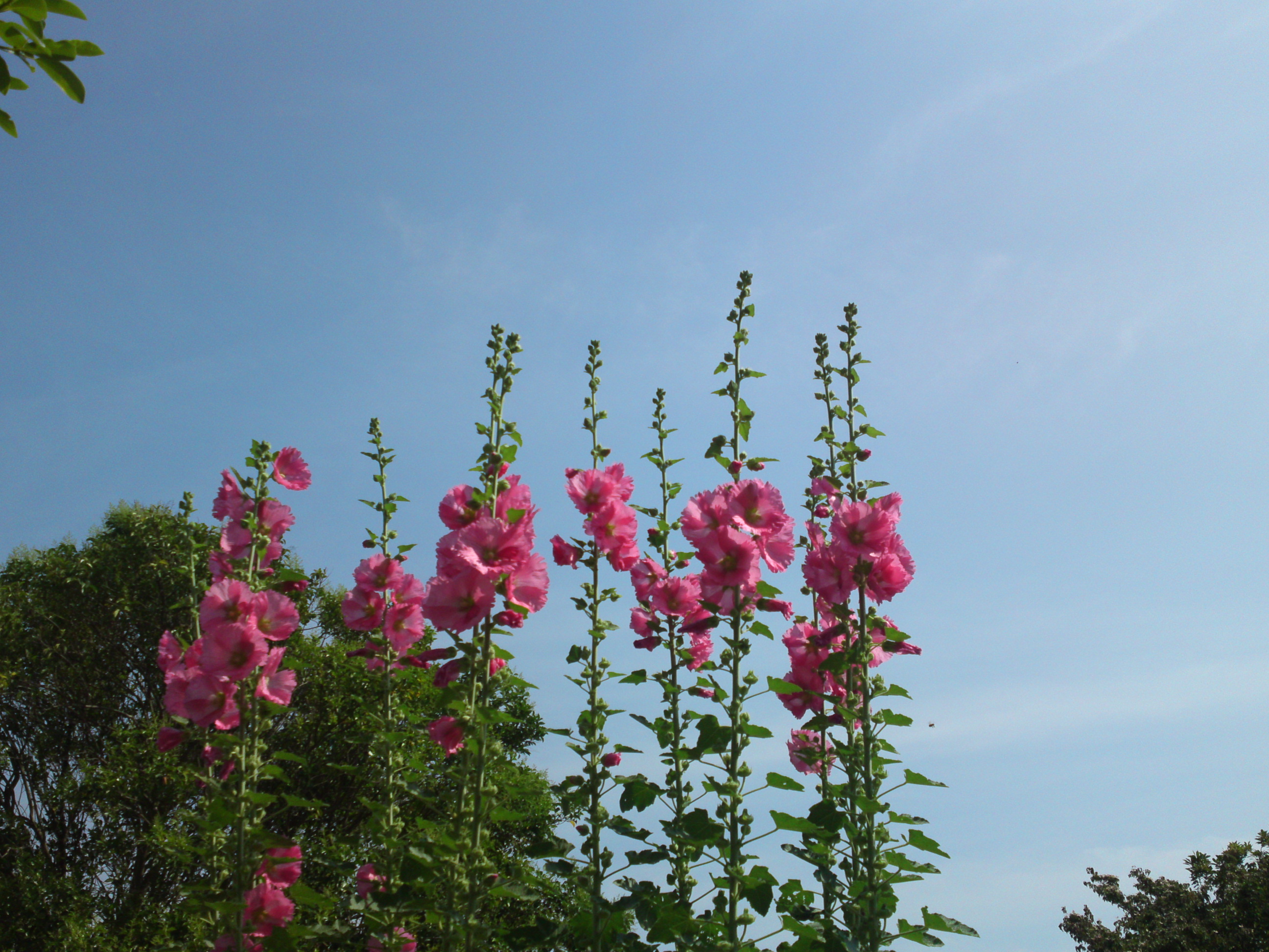 2020年夏篠崎公園に咲くタチアオイの花８