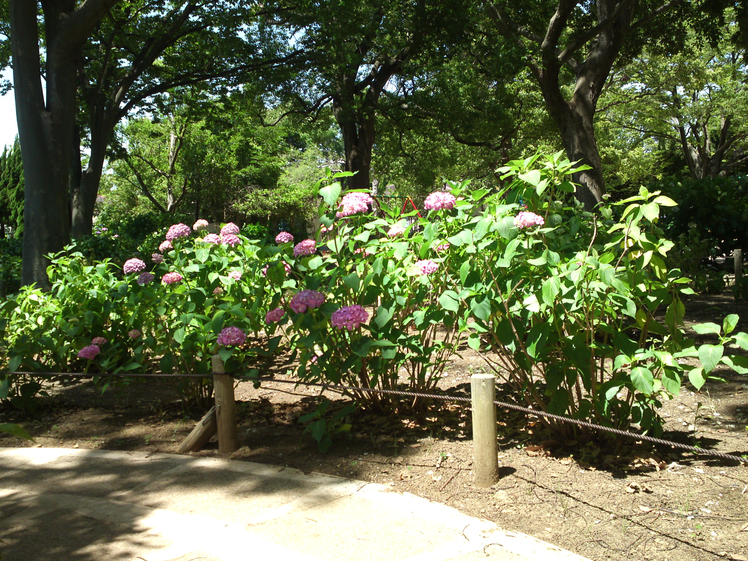 2020年夏篠崎公園に咲く紫陽花の花２