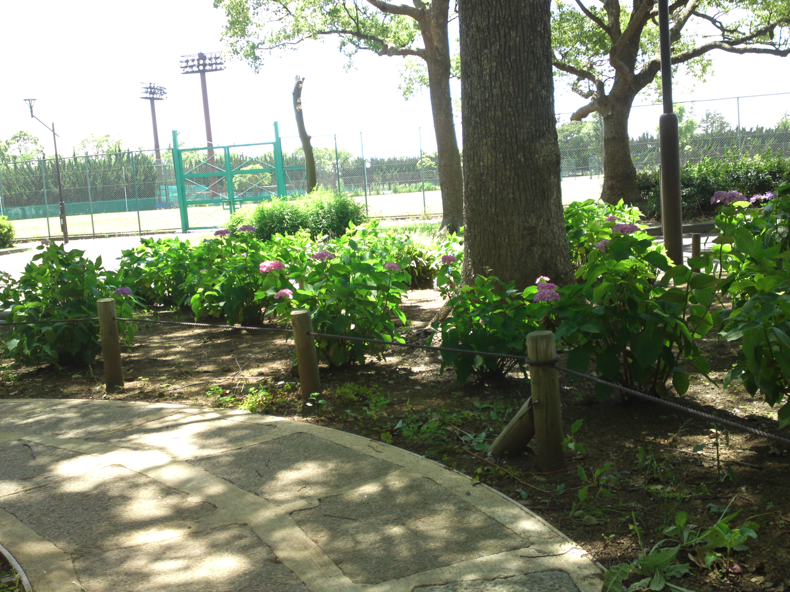 2020年夏篠崎公園に咲く紫陽花の花３