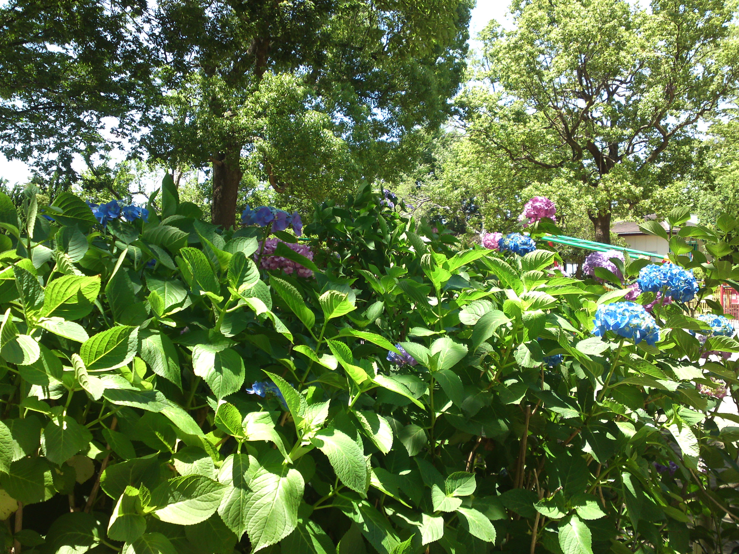 2020年夏篠崎公園に咲く紫陽花の花５