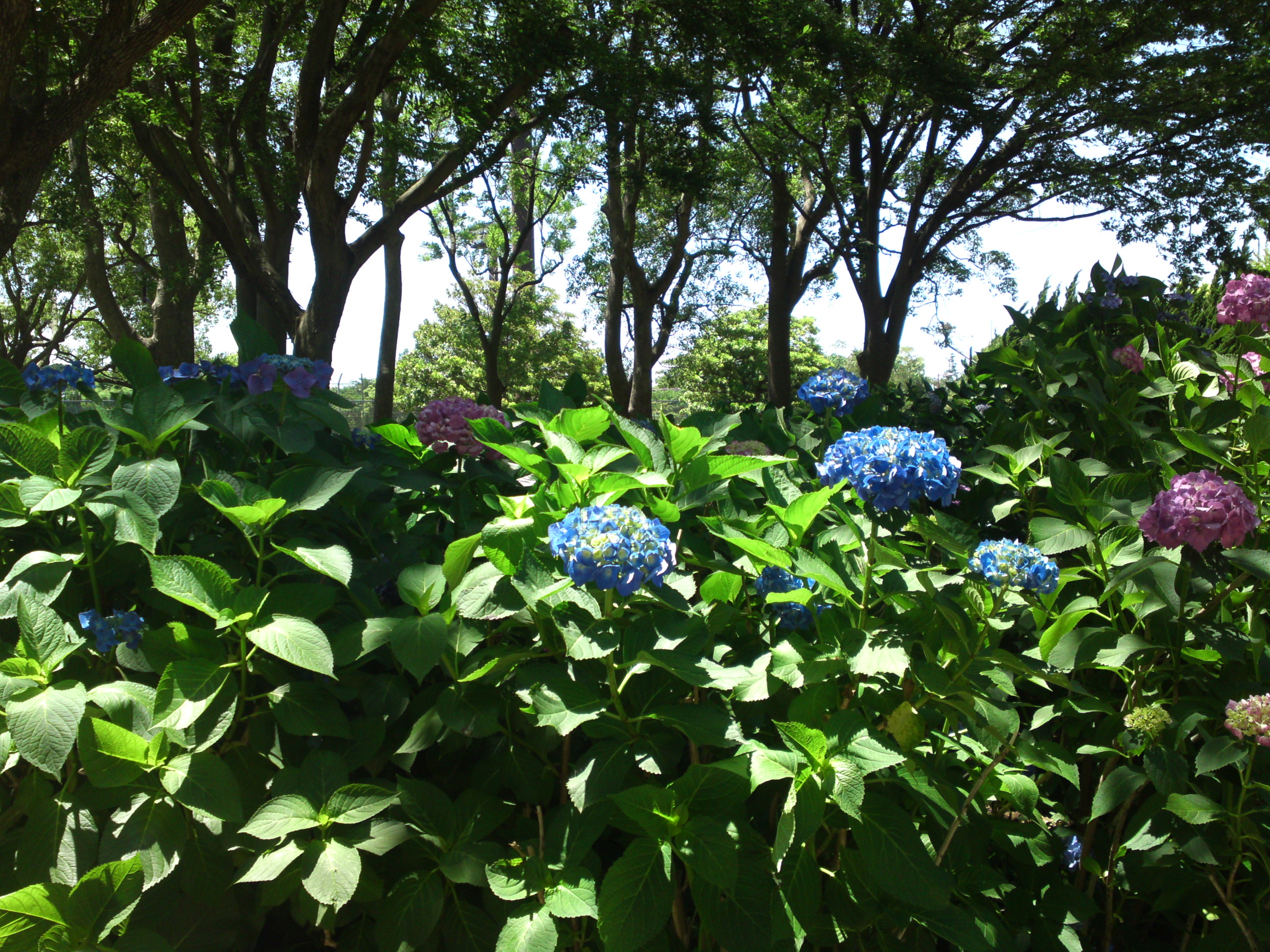 2020年夏篠崎公園に咲く紫陽花の花６