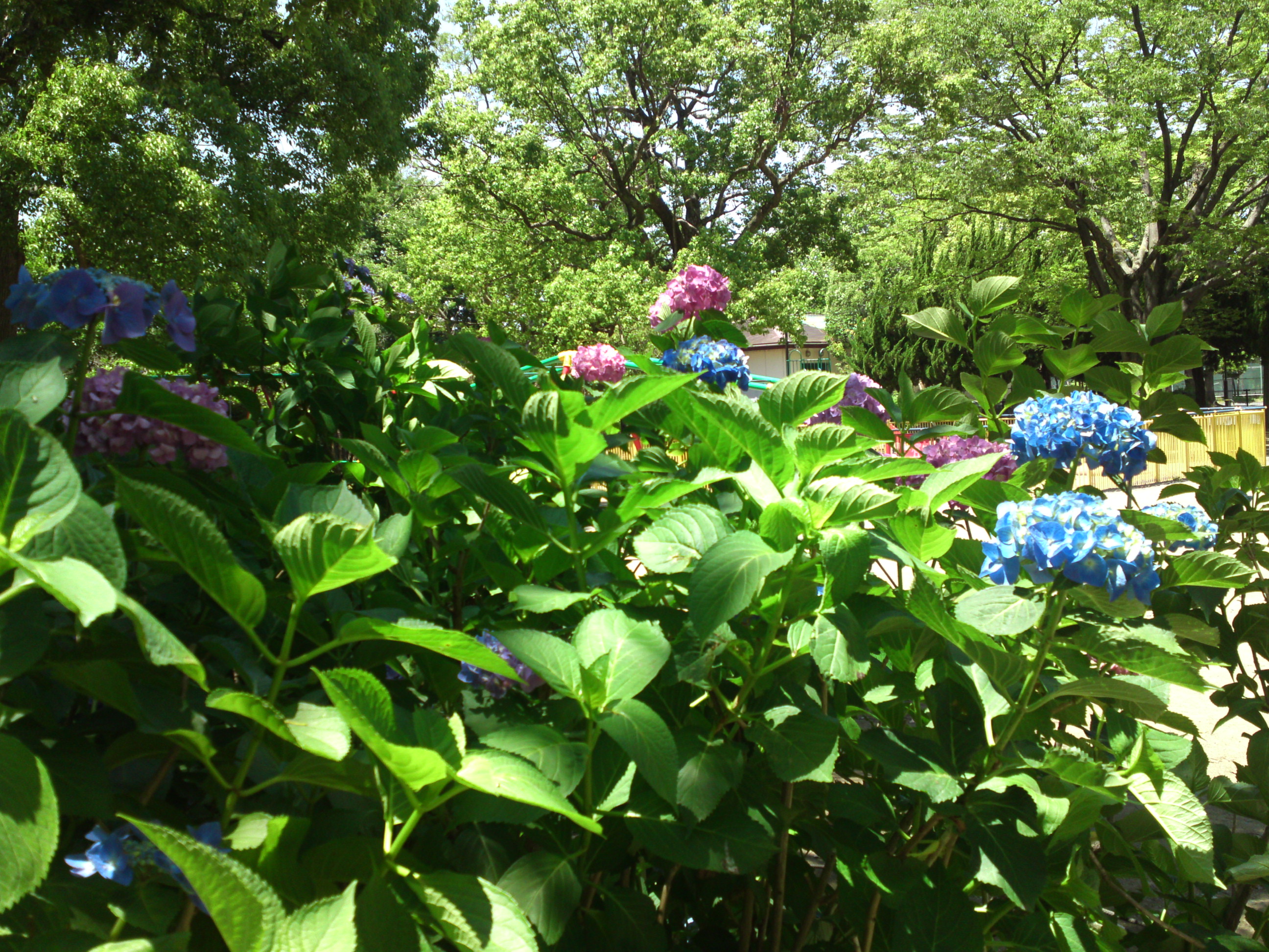 2020年夏篠崎公園に咲く紫陽花の花８