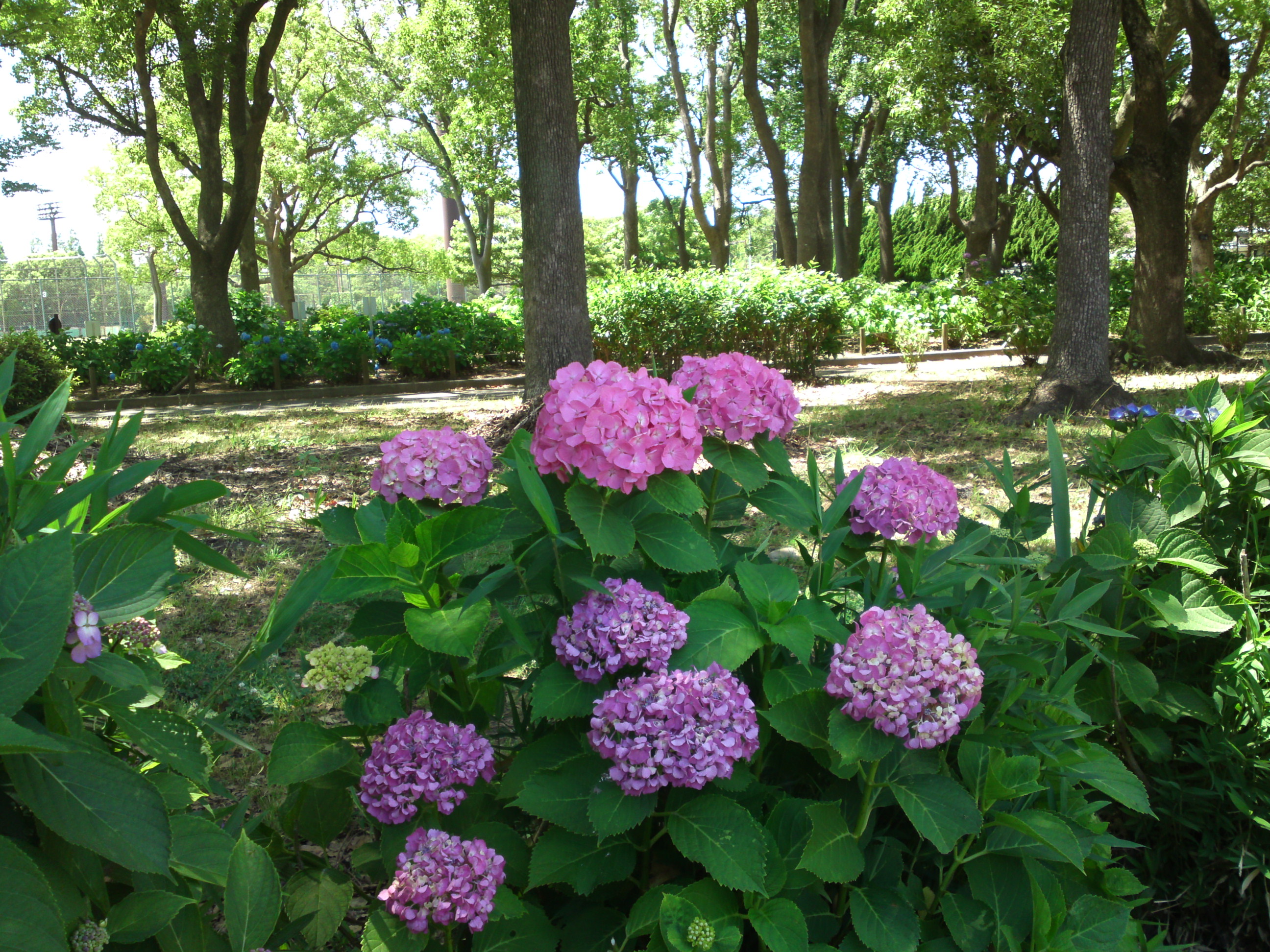2020年夏篠崎公園に咲く紫陽花の花１０