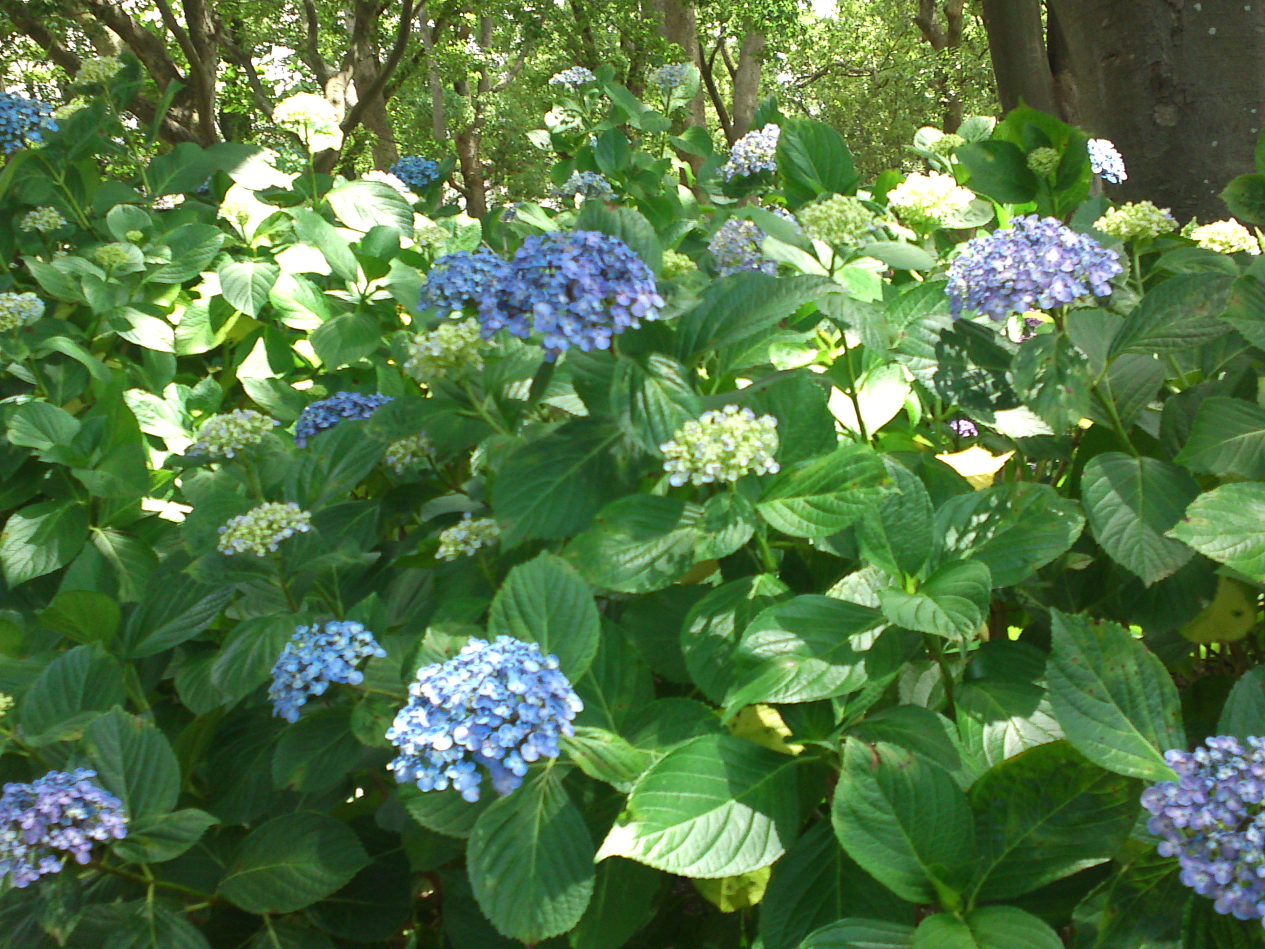 2020年夏篠崎公園に咲く紫陽花の花１４