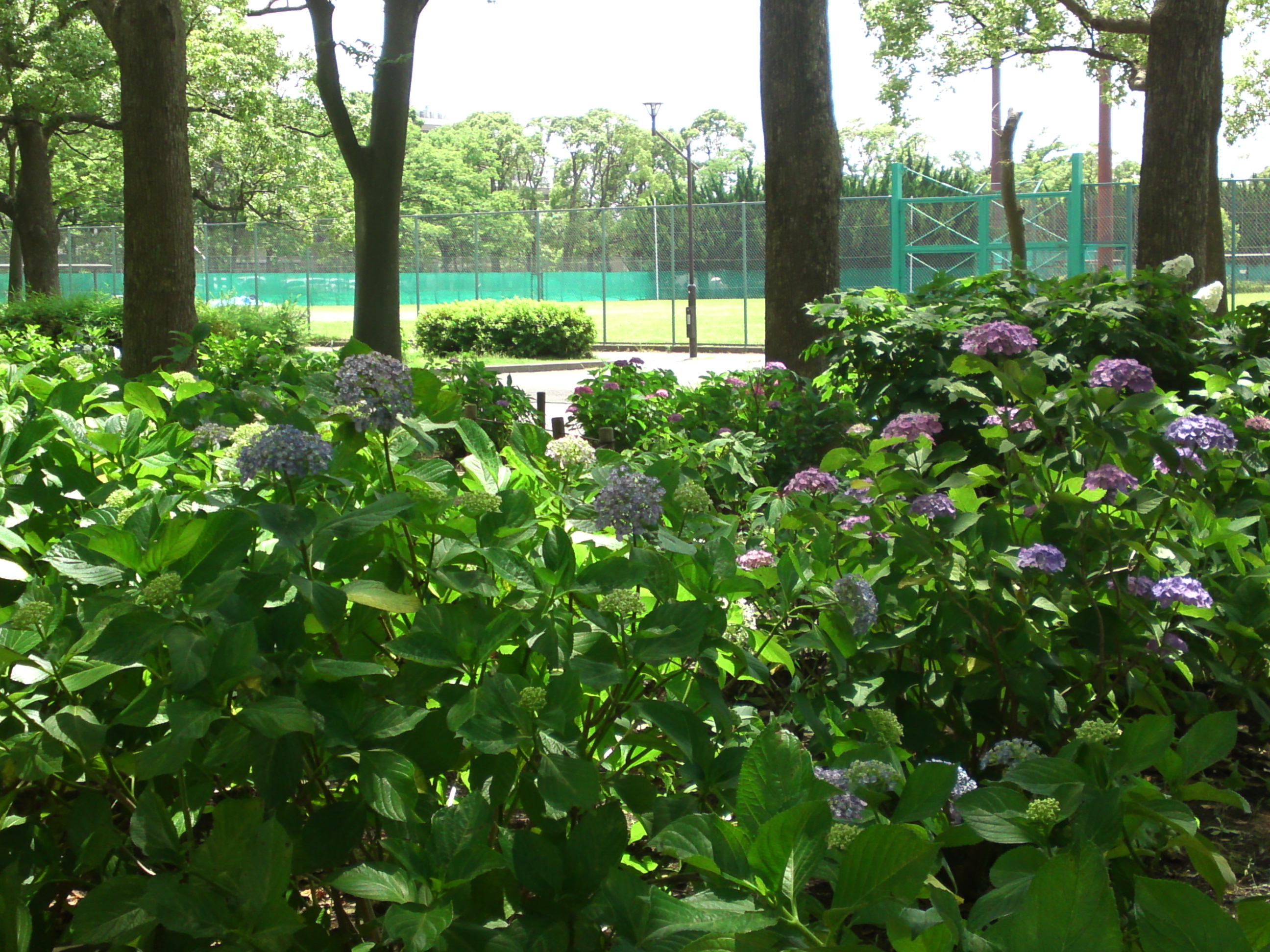 2020年夏篠崎公園に咲く紫陽花の花１５