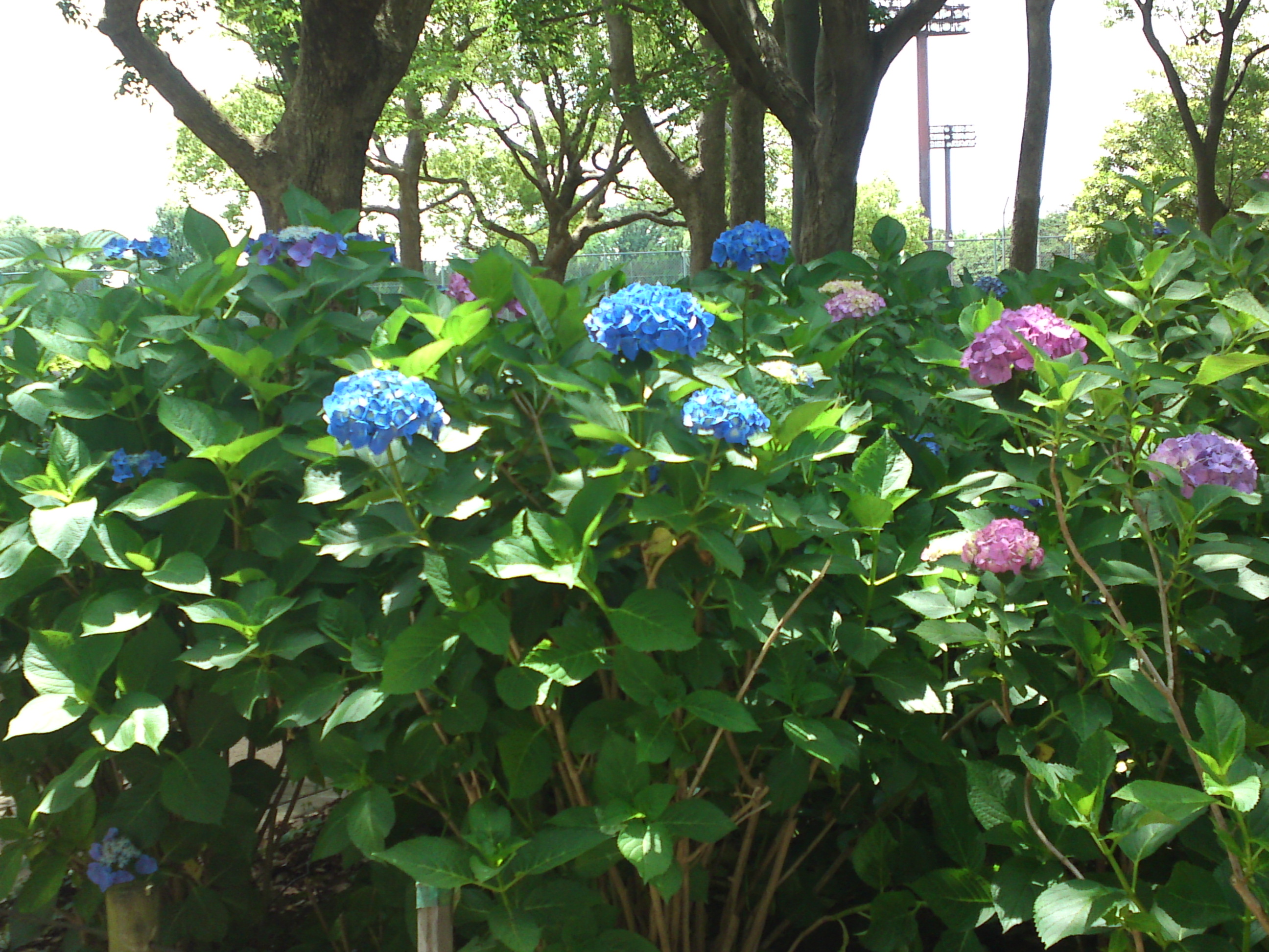 2020年夏篠崎公園に咲く紫陽花の花１６