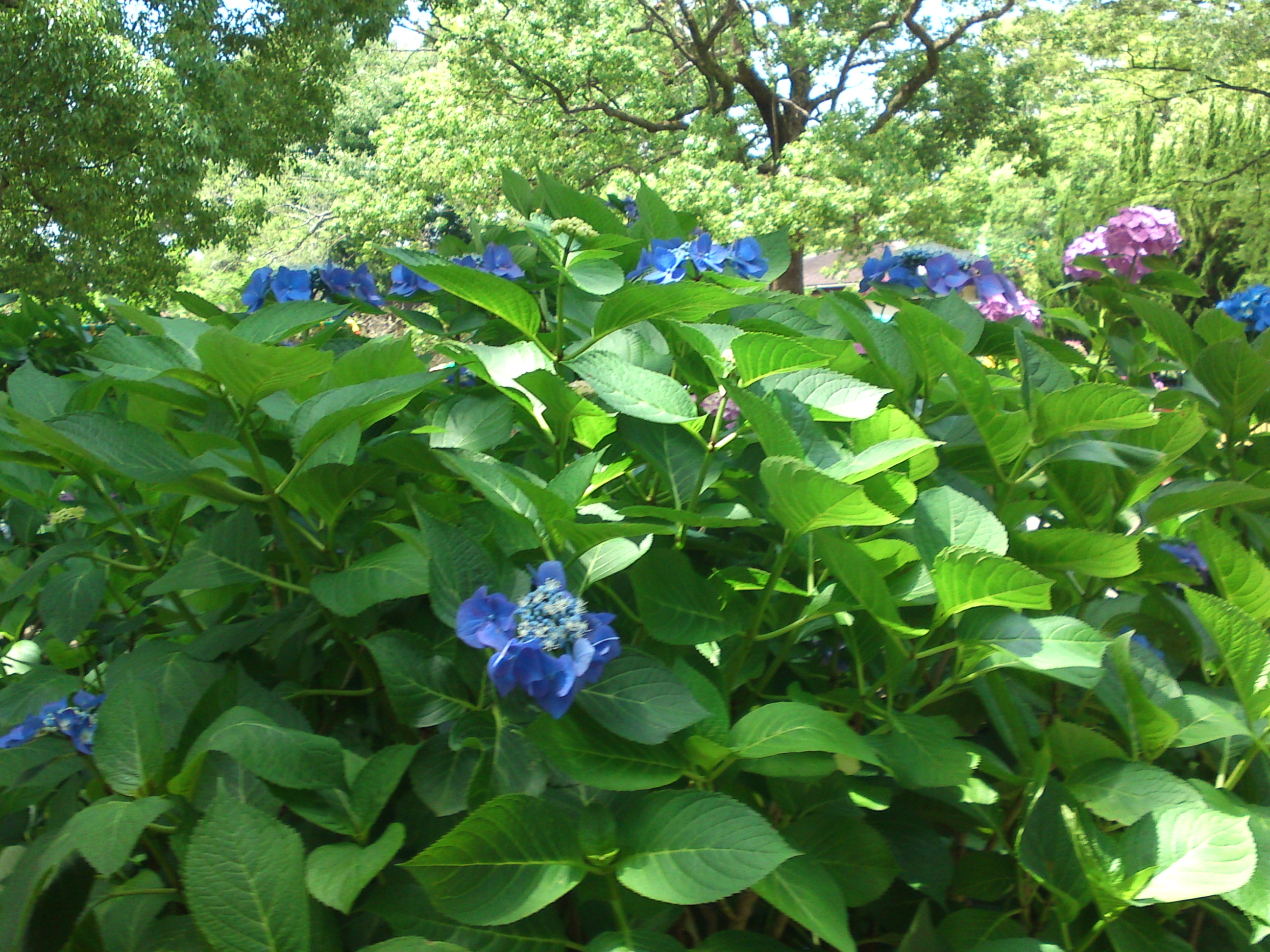 2020年夏篠崎公園に咲く紫陽花の花１７