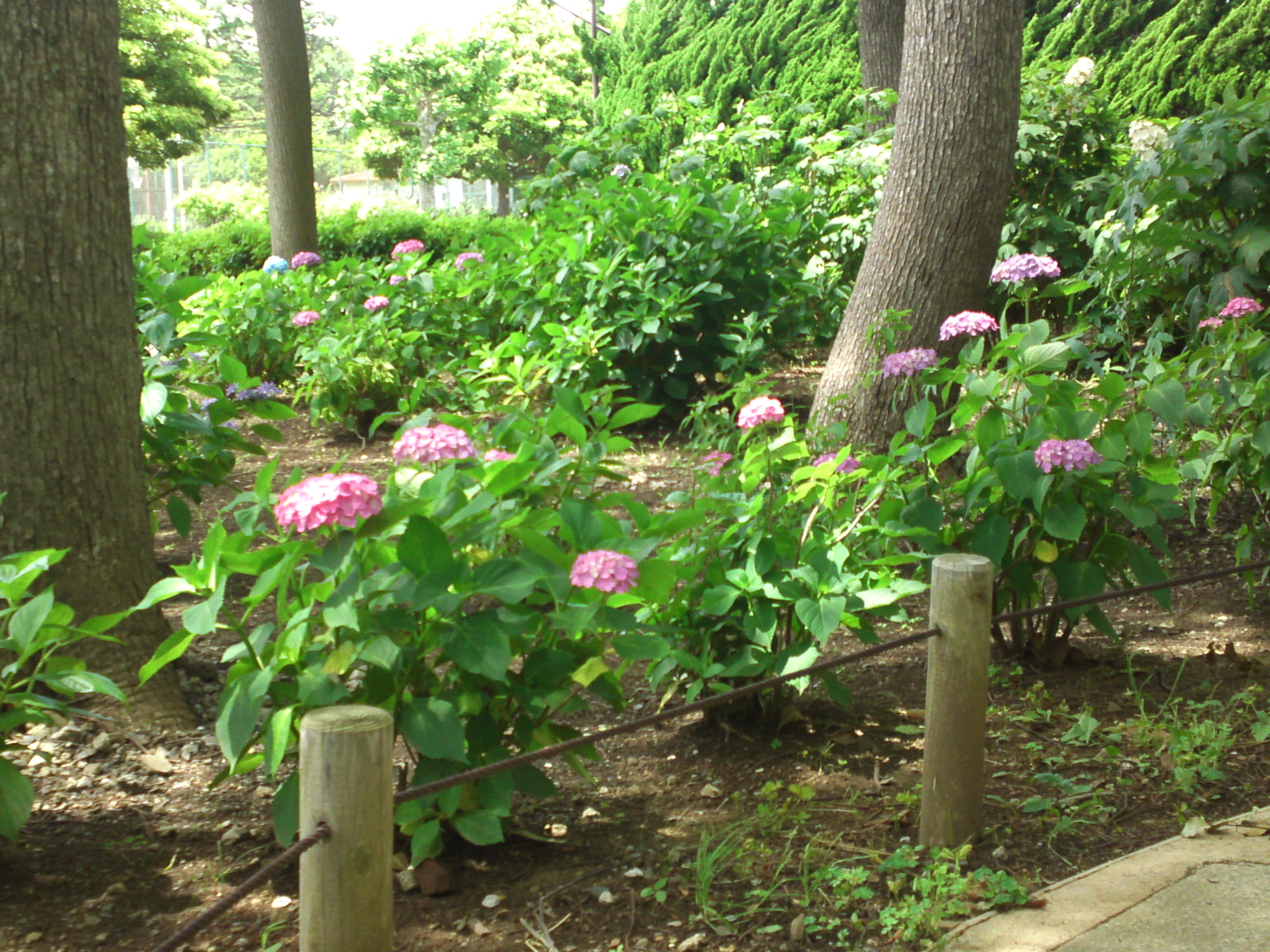 2020年夏篠崎公園に咲く紫陽花の花１８