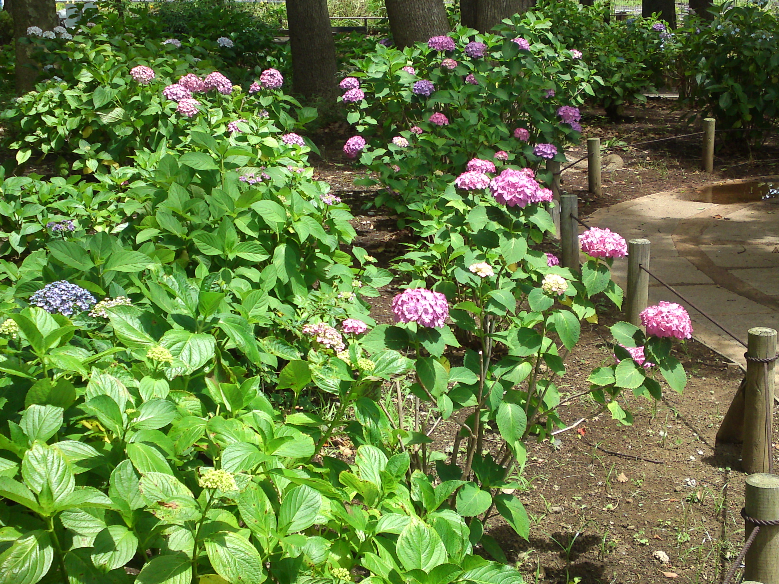 2020年夏篠崎公園に咲く紫陽花の花１９