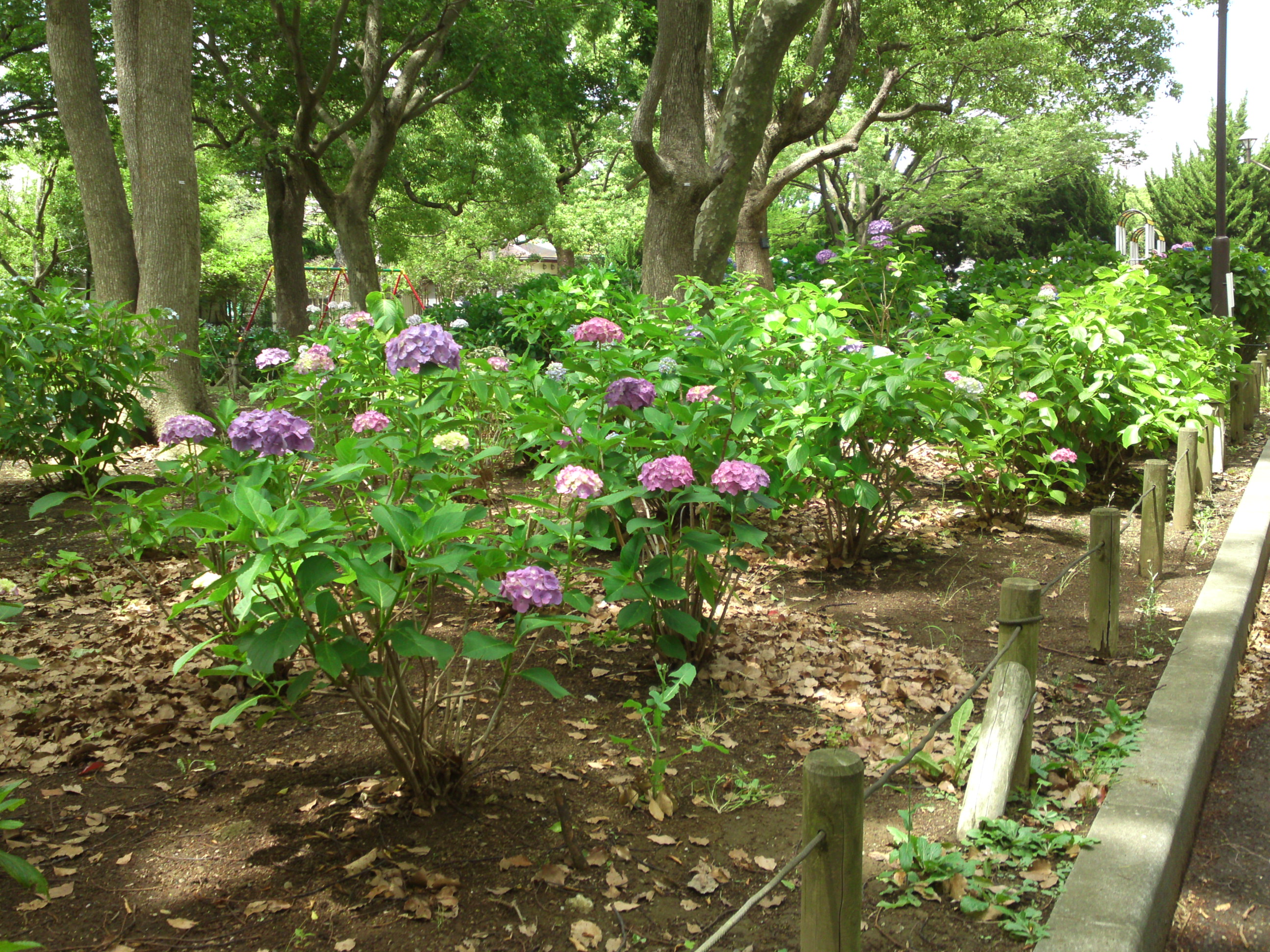 2020年夏篠崎公園に咲く紫陽花の花２１