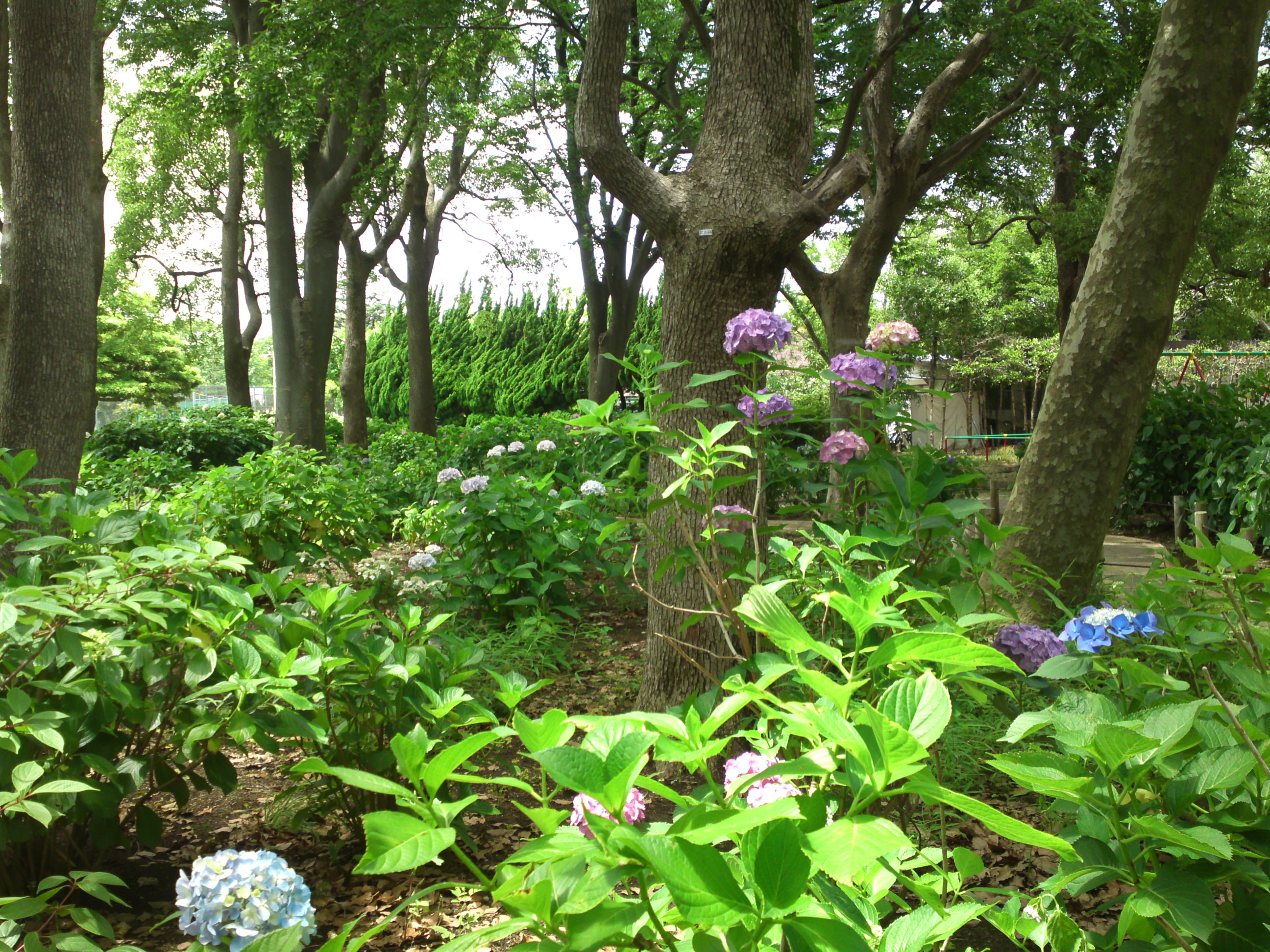 2020年夏篠崎公園に咲く紫陽花の花２２