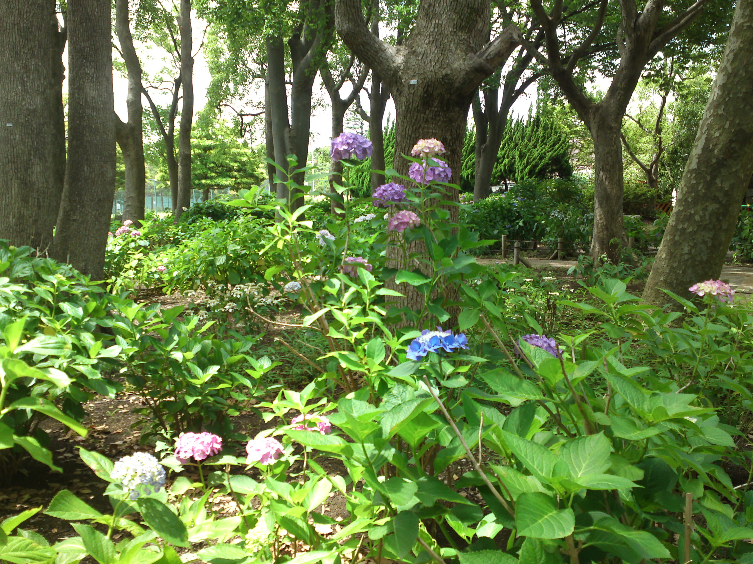 2020年夏篠崎公園に咲く紫陽花の花２３