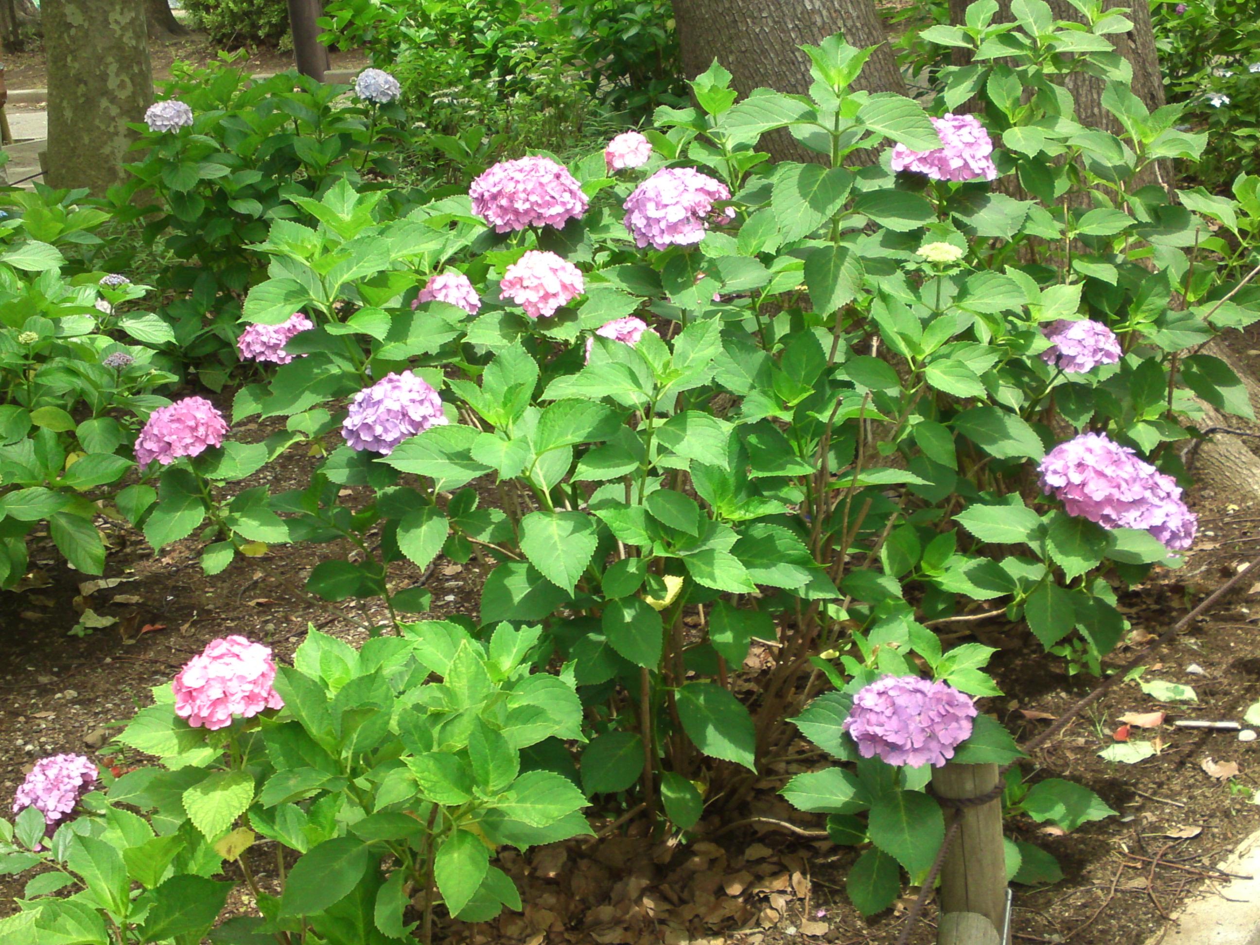 2020年夏篠崎公園に咲く紫陽花の花２４