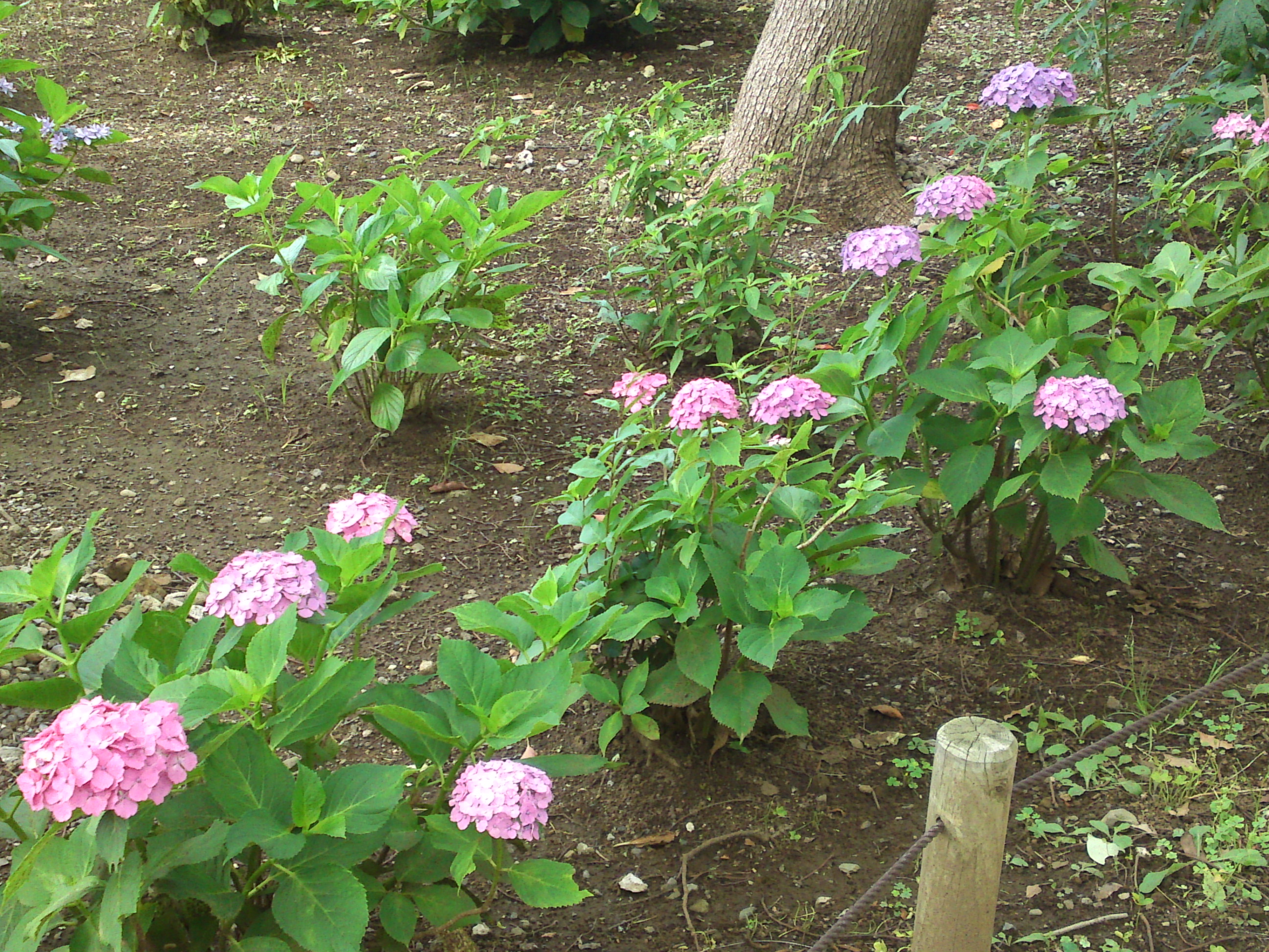 2020年夏篠崎公園に咲く紫陽花の花２５