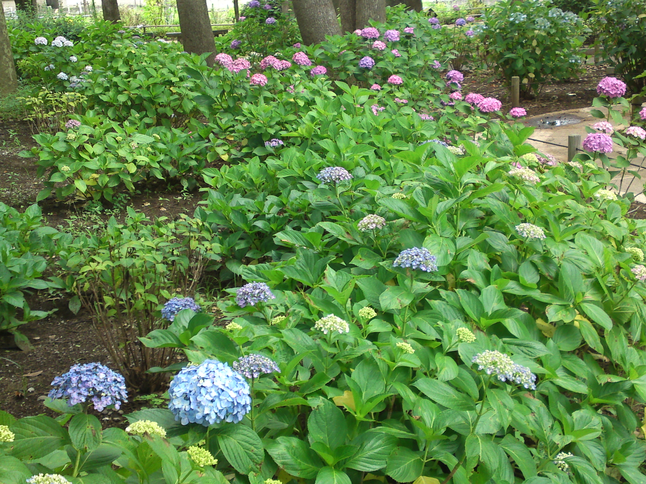 2020年夏篠崎公園に咲く紫陽花の花２６