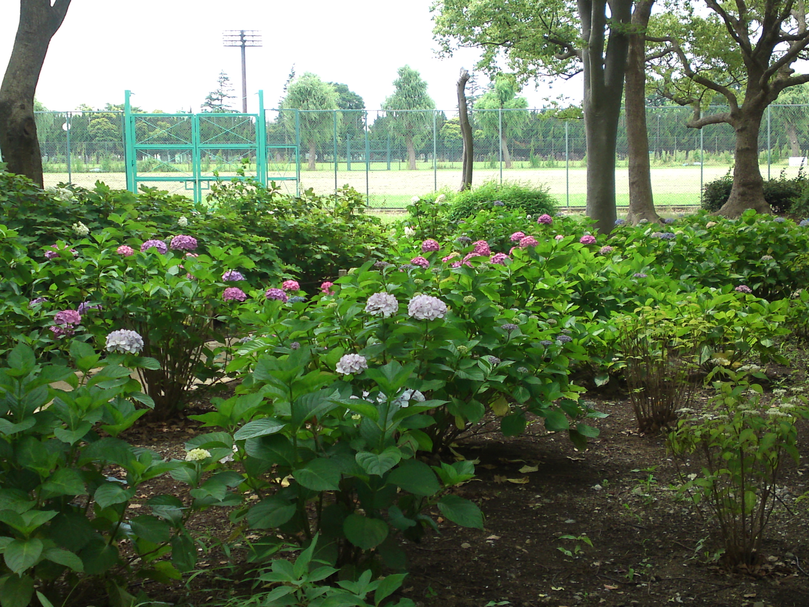 2020年夏篠崎公園に咲く紫陽花の花２７