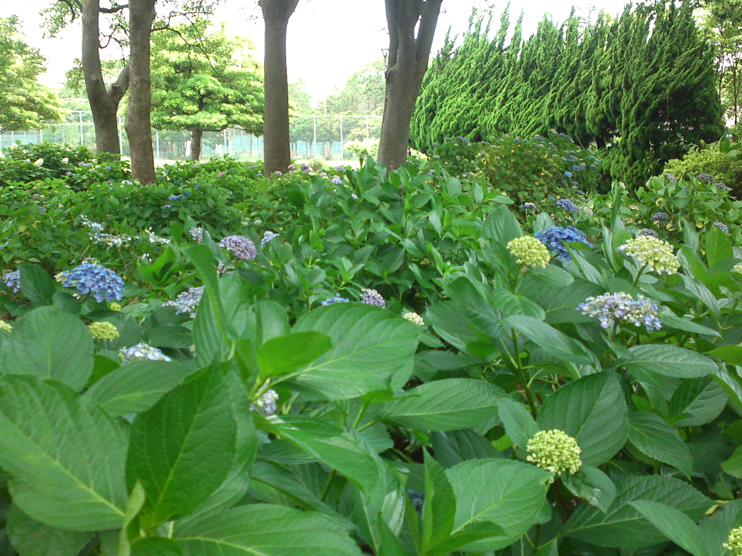 2020年夏篠崎公園に咲く紫陽花の花２８