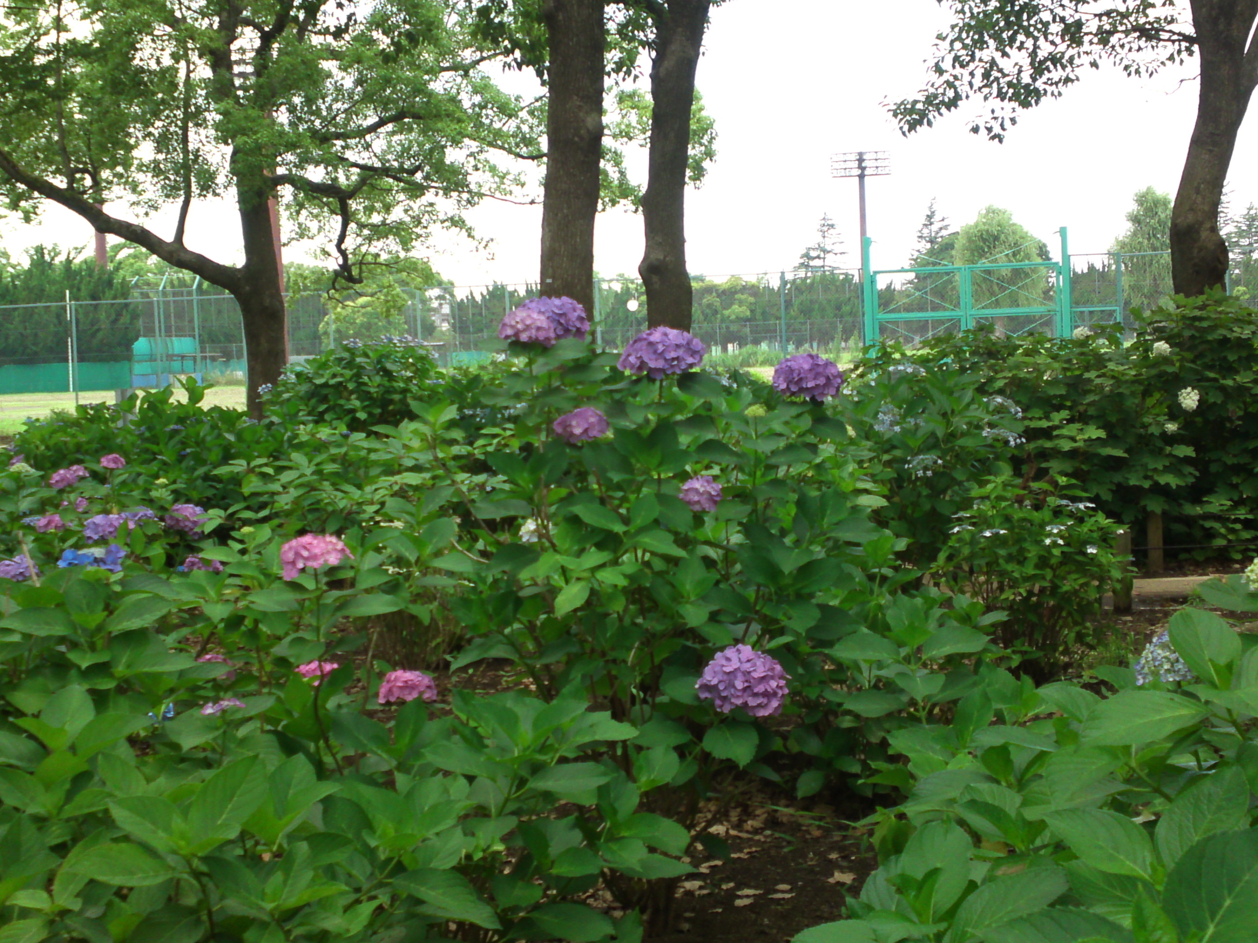 2020年夏篠崎公園に咲く紫陽花の花２９