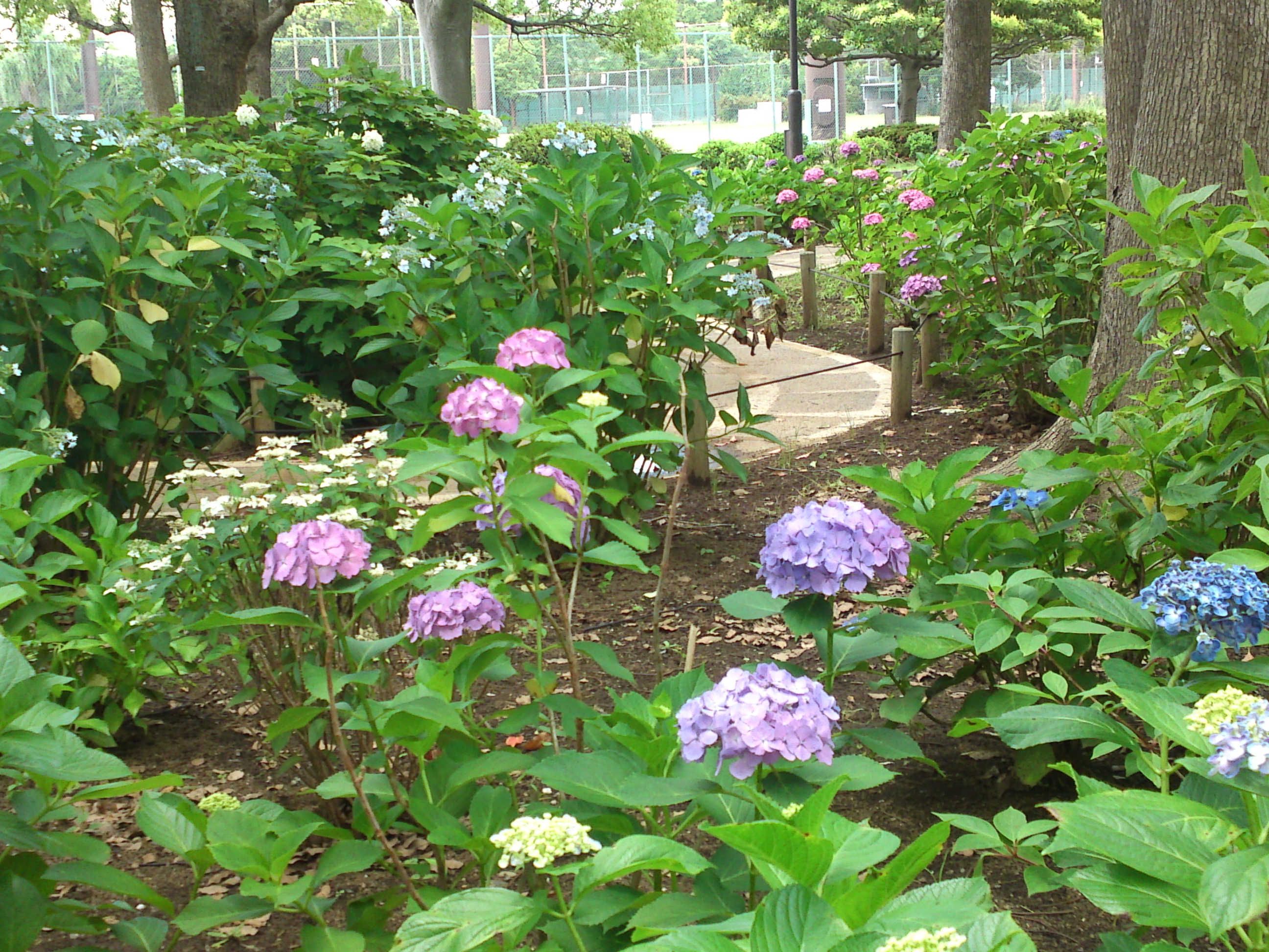 2020年夏篠崎公園に咲く紫陽花の花３１