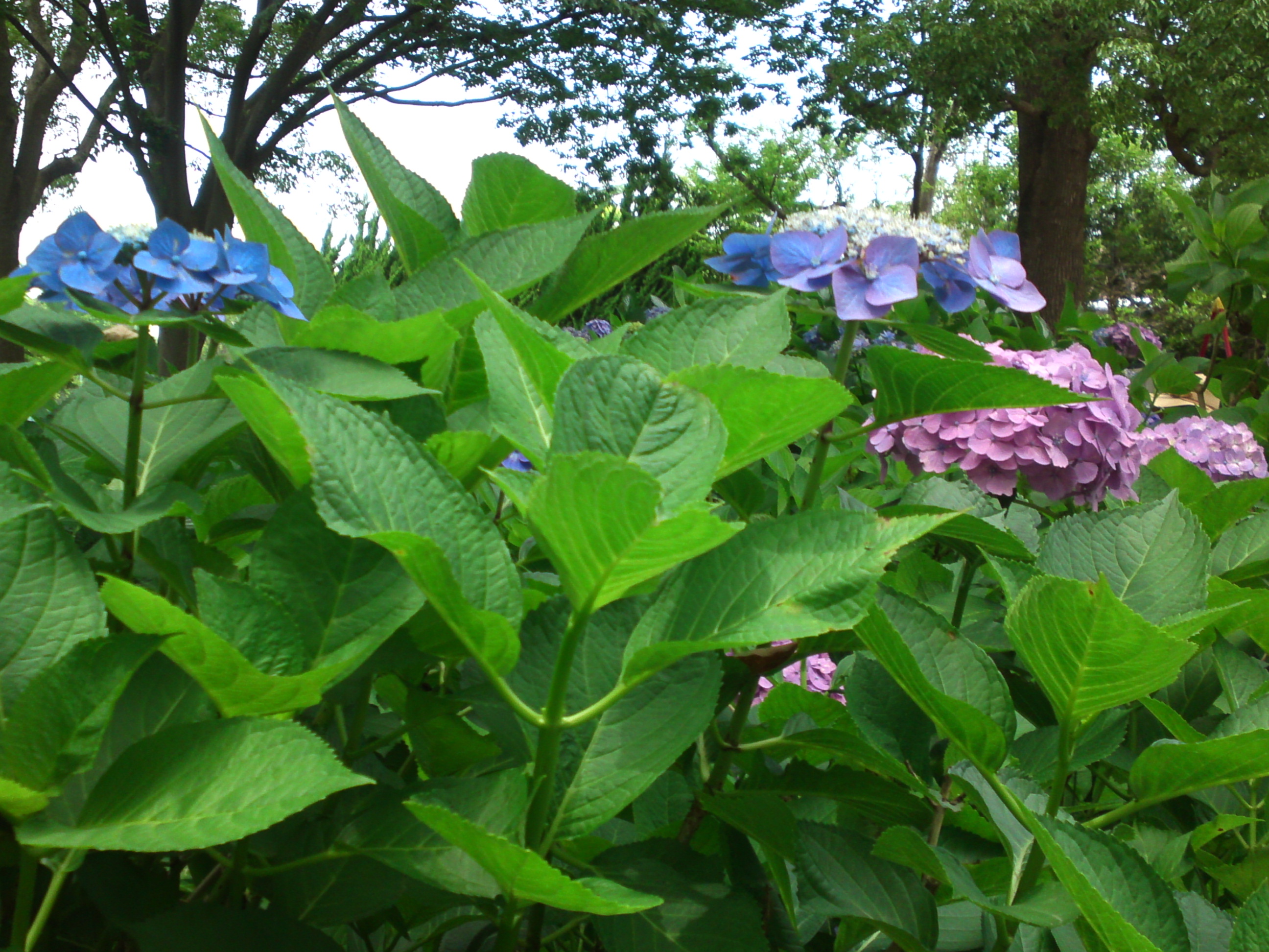 2020年夏篠崎公園に咲く紫陽花の花３２