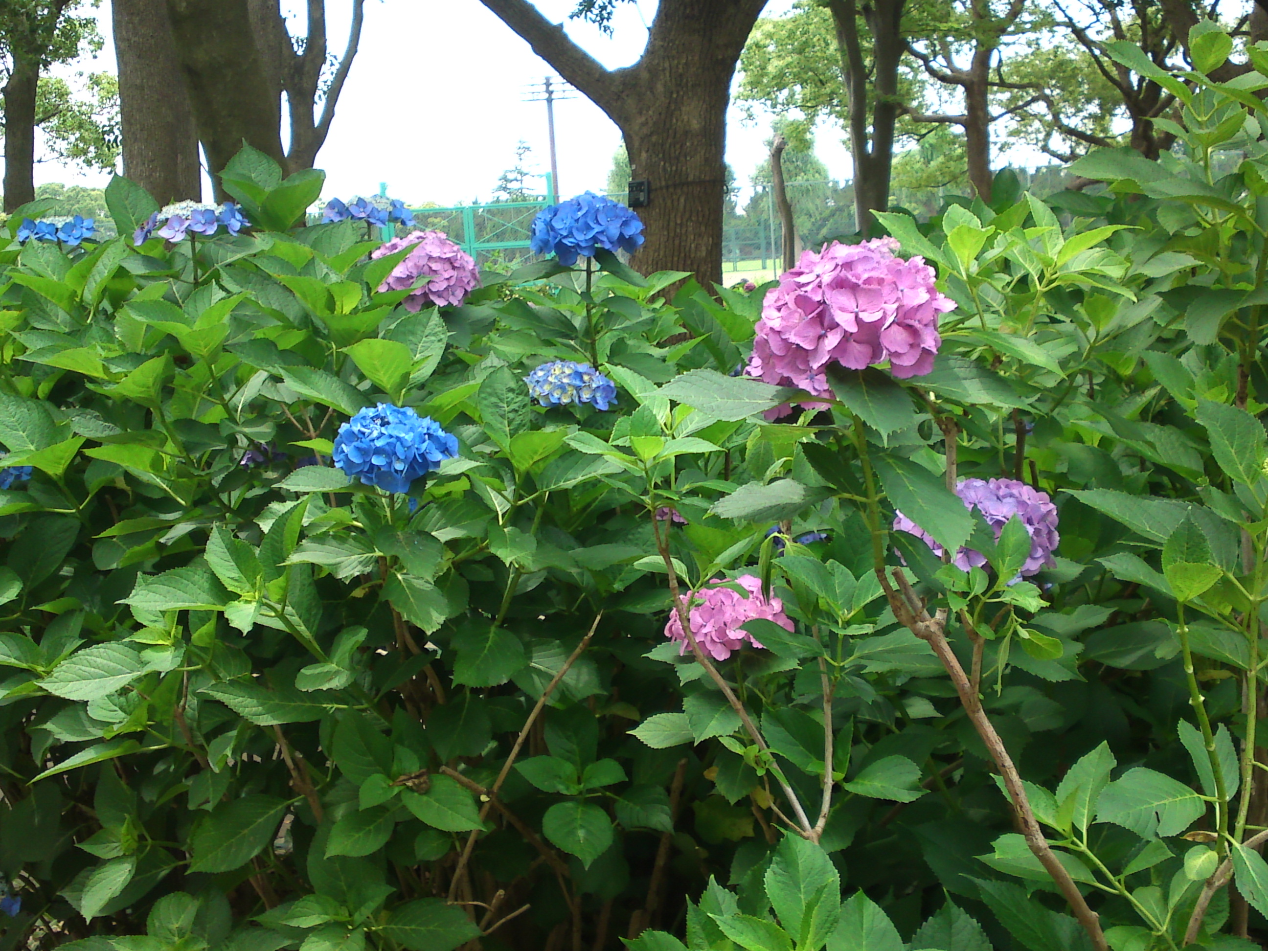 2020年夏篠崎公園に咲く紫陽花の花３３