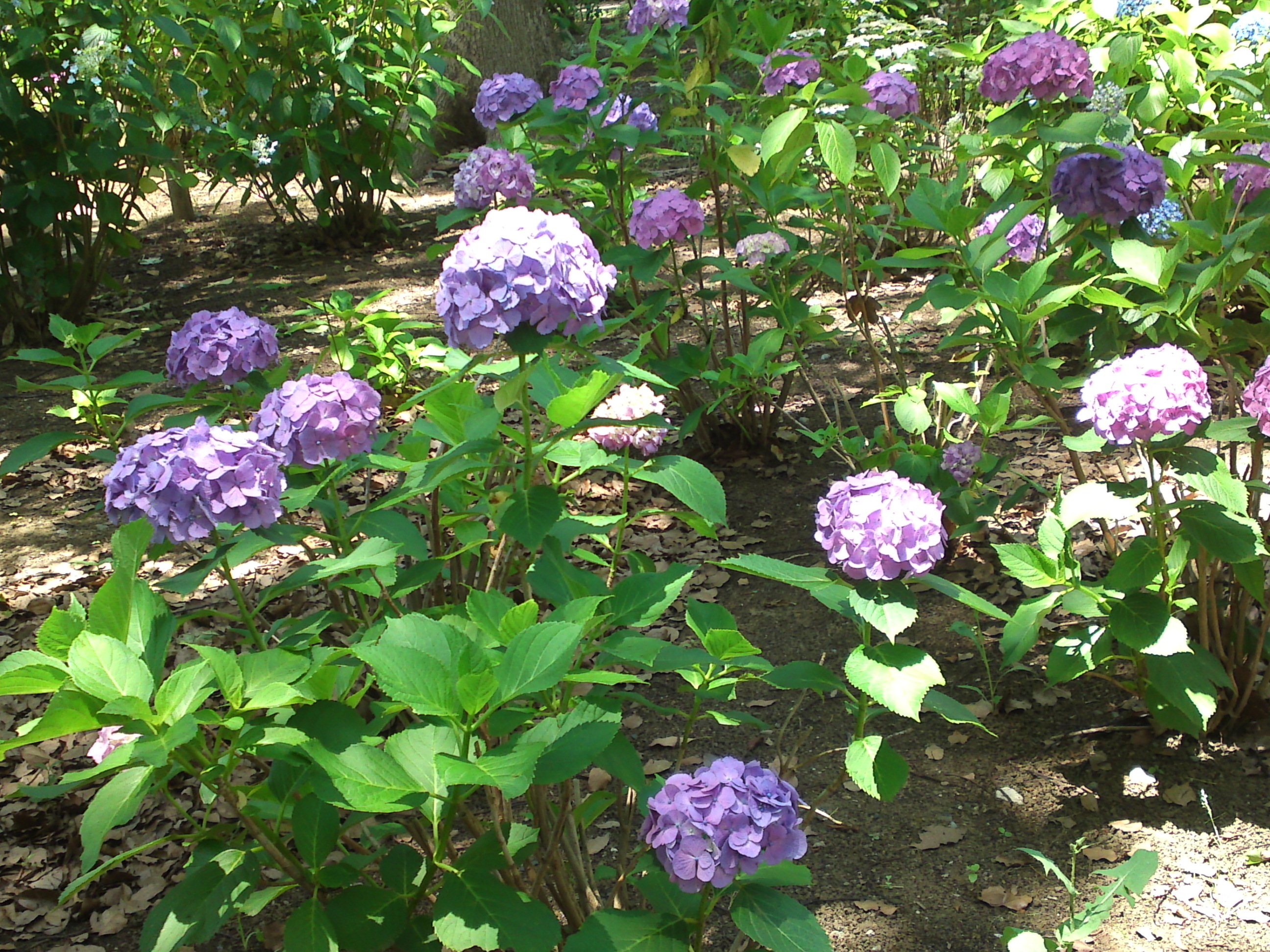 2020年夏篠崎公園に咲く紫陽花の花３４