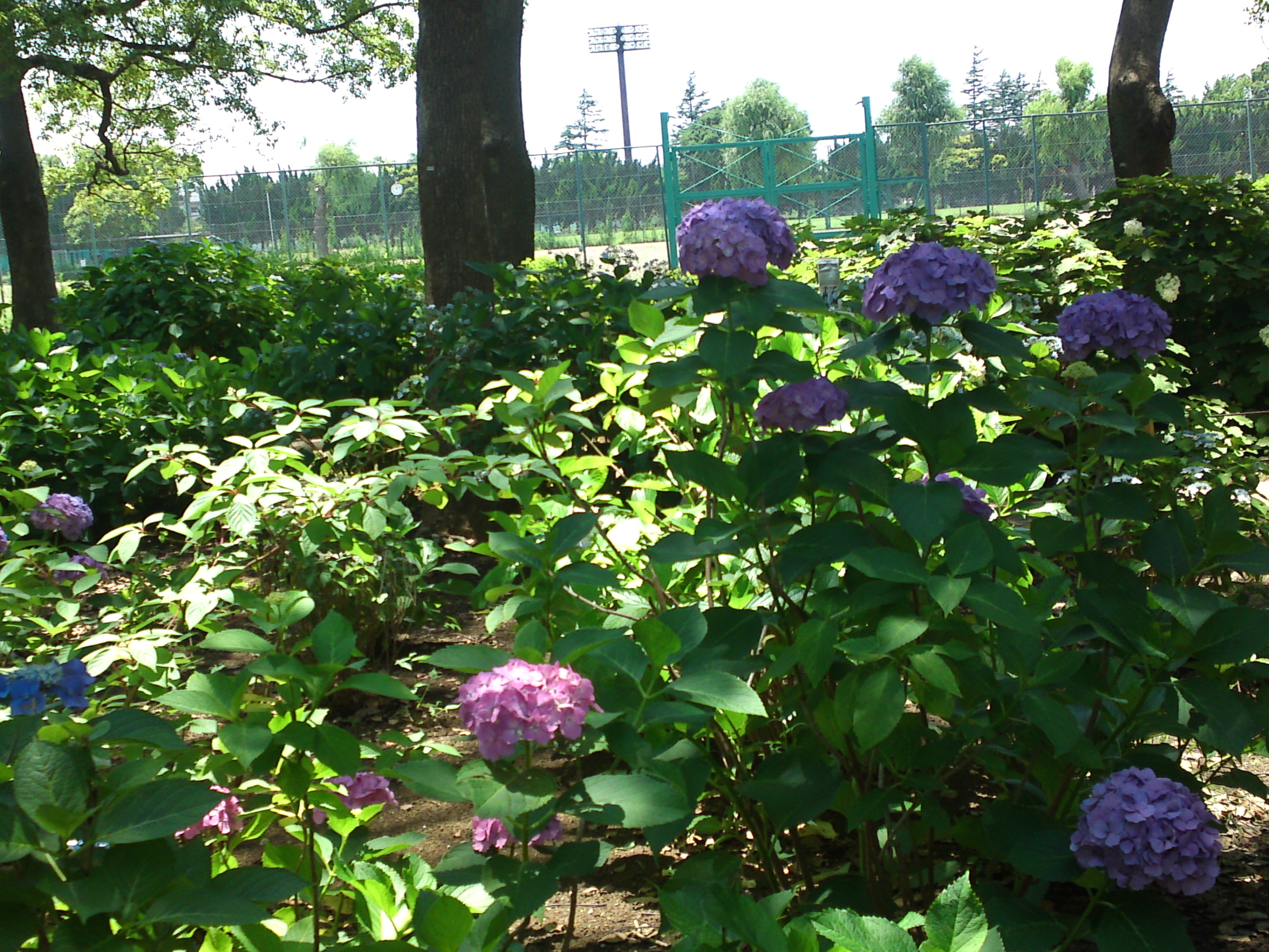 2020年夏篠崎公園に咲く紫陽花の花３５