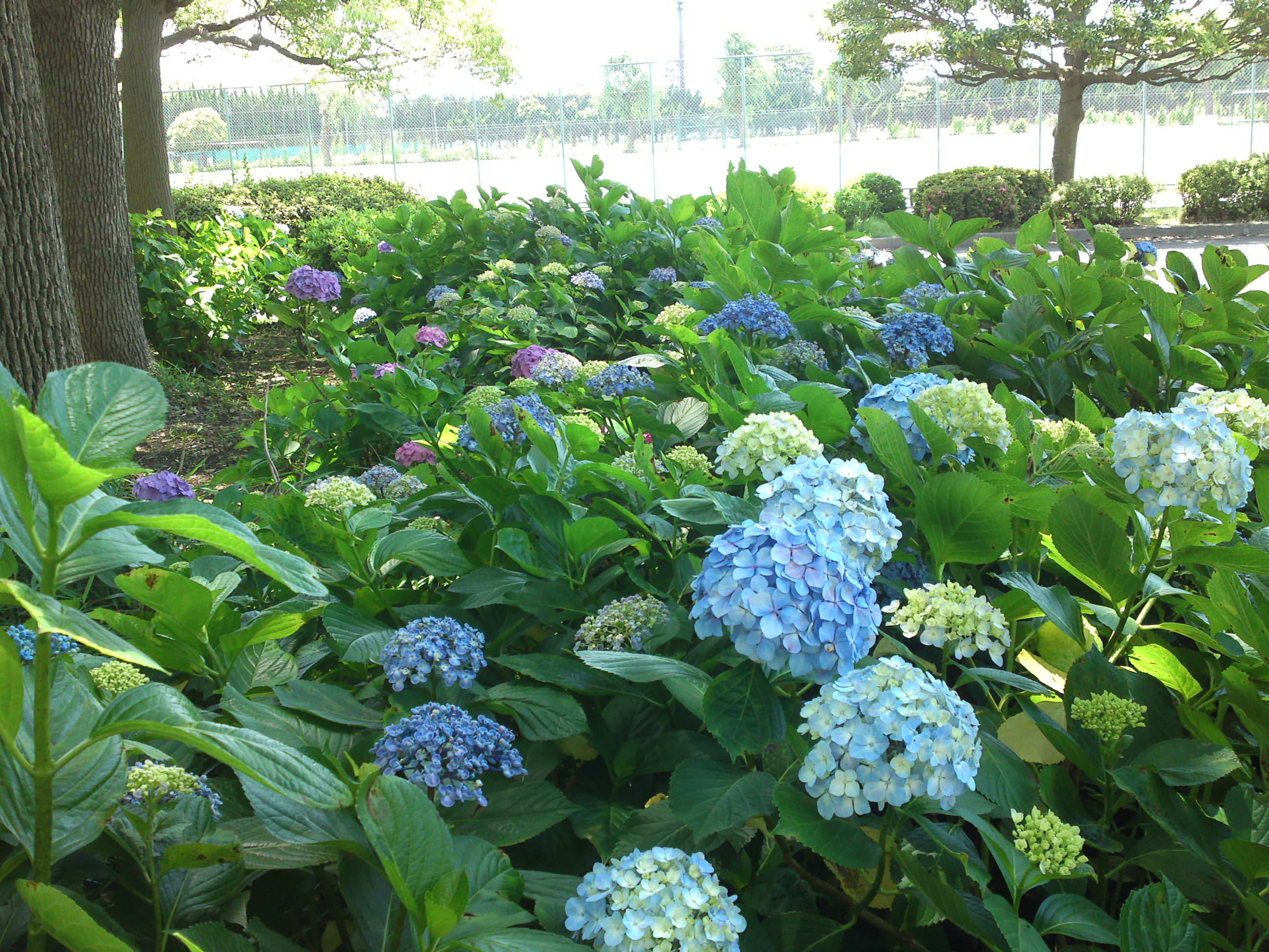 2020年夏篠崎公園に咲く紫陽花の花３８