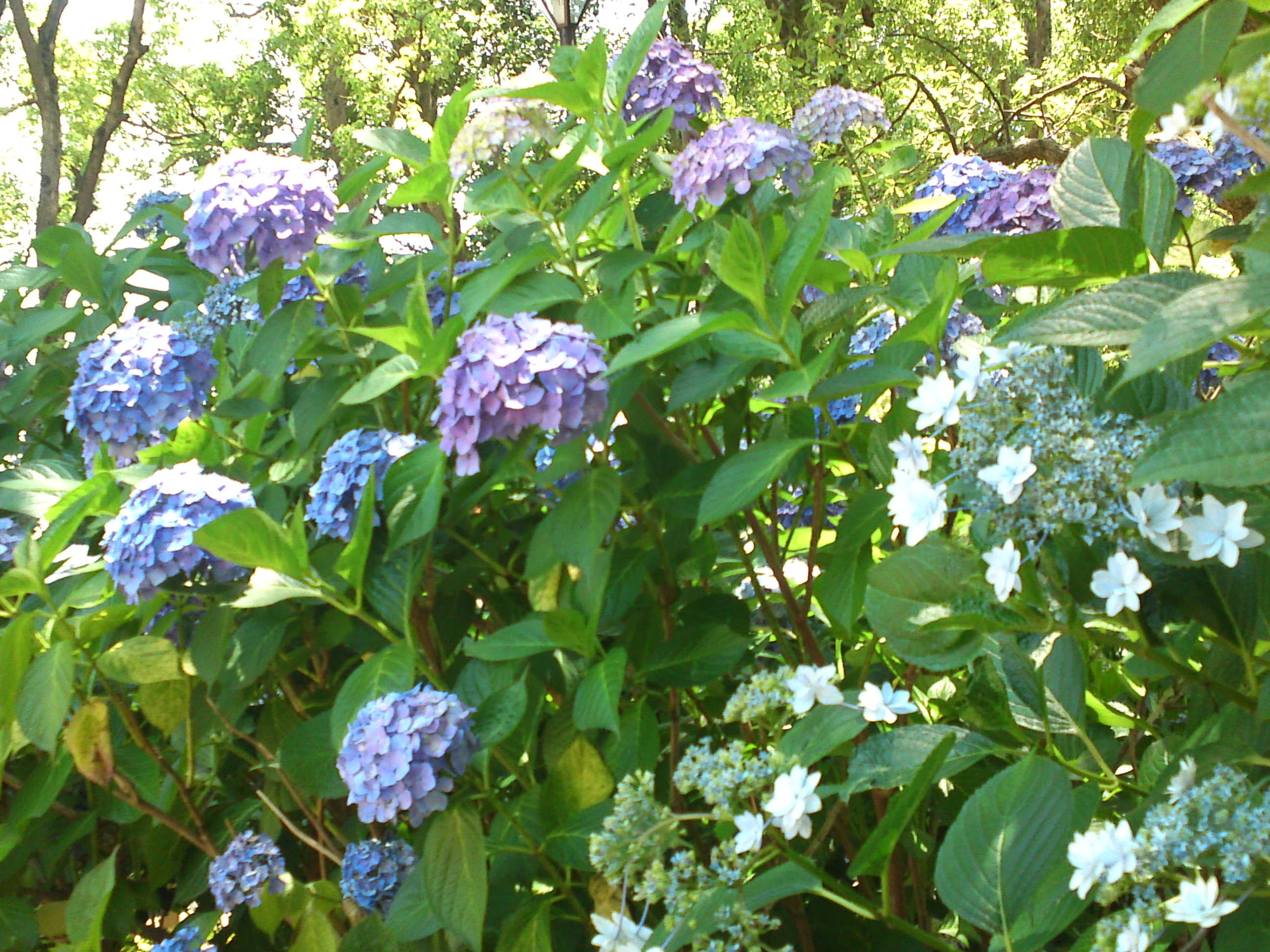 2020年夏篠崎公園に咲く紫陽花の花３９